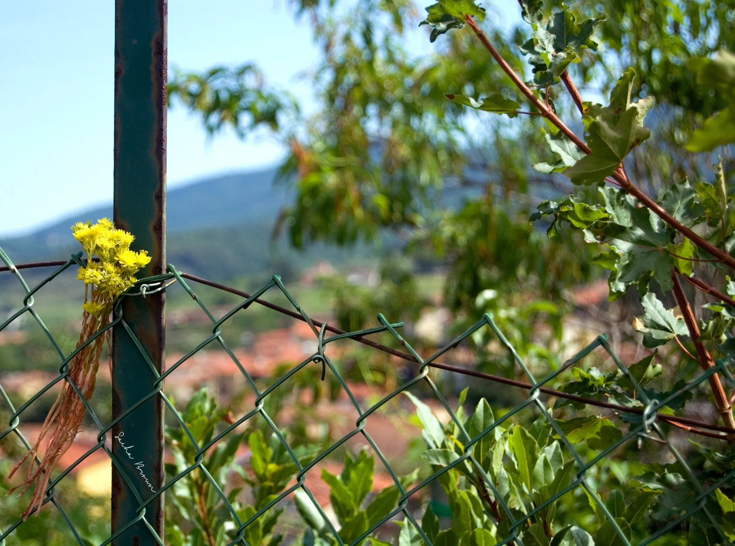 LITTLE  MOMENTS signature.jpeg