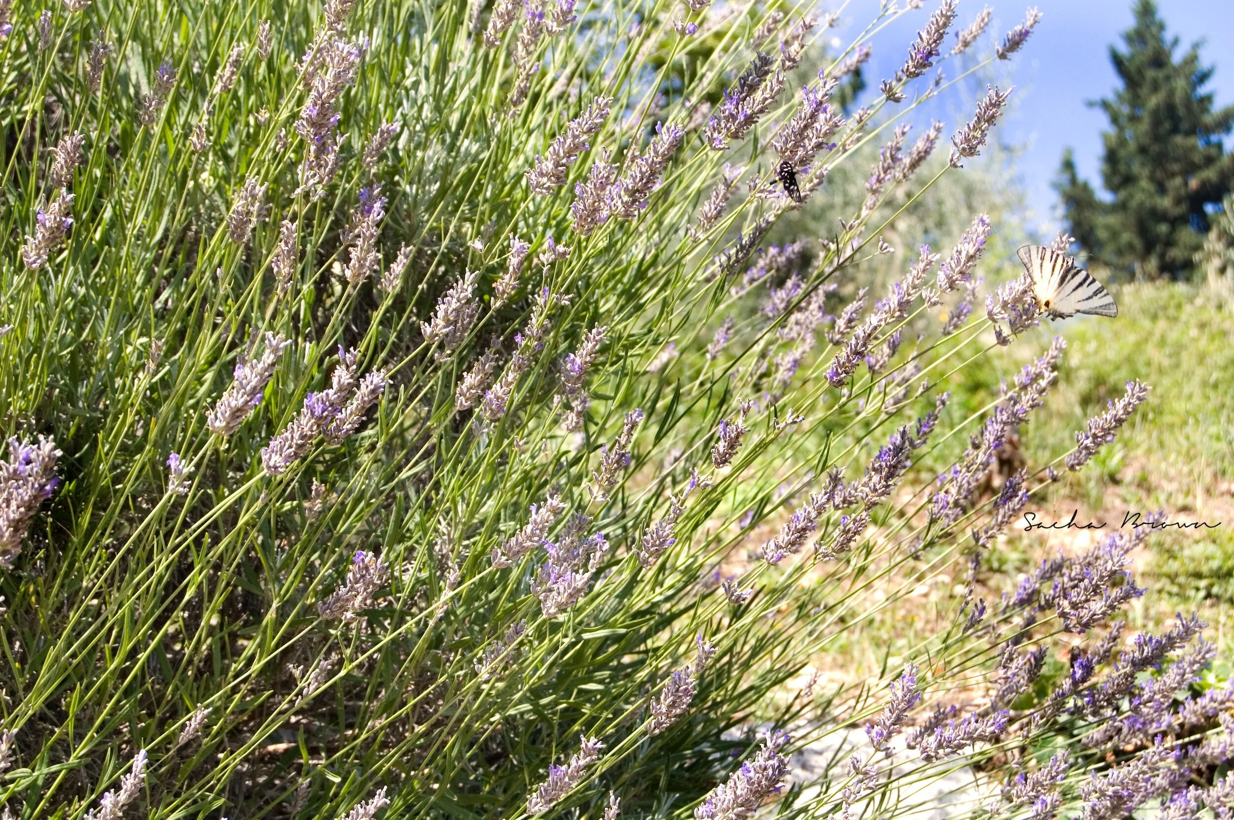 LAVANDER BUTTERFLIES signature.jpeg