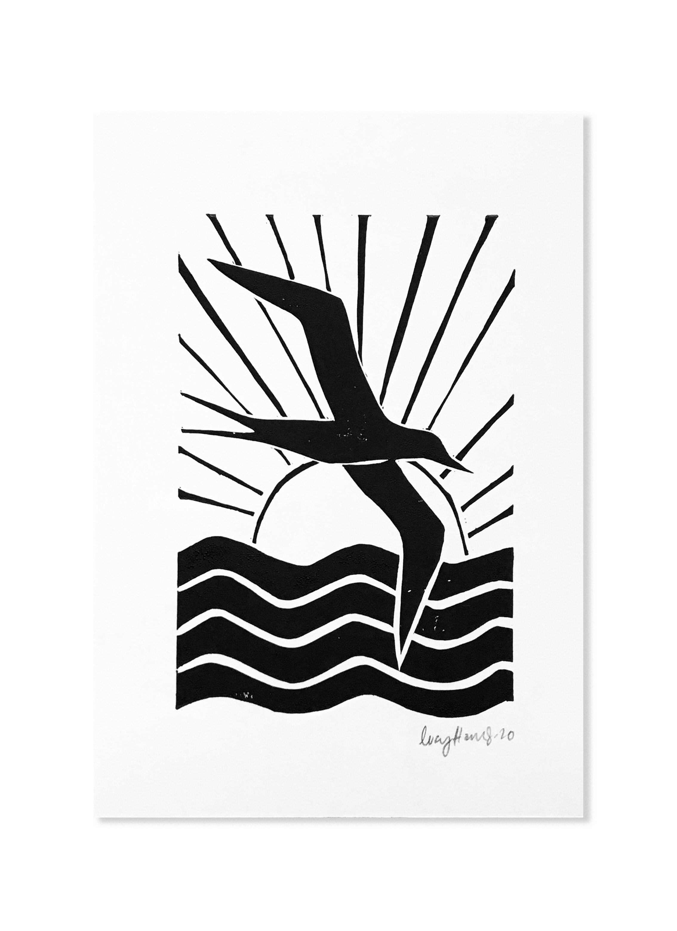 white bg - frigate bird.jpg