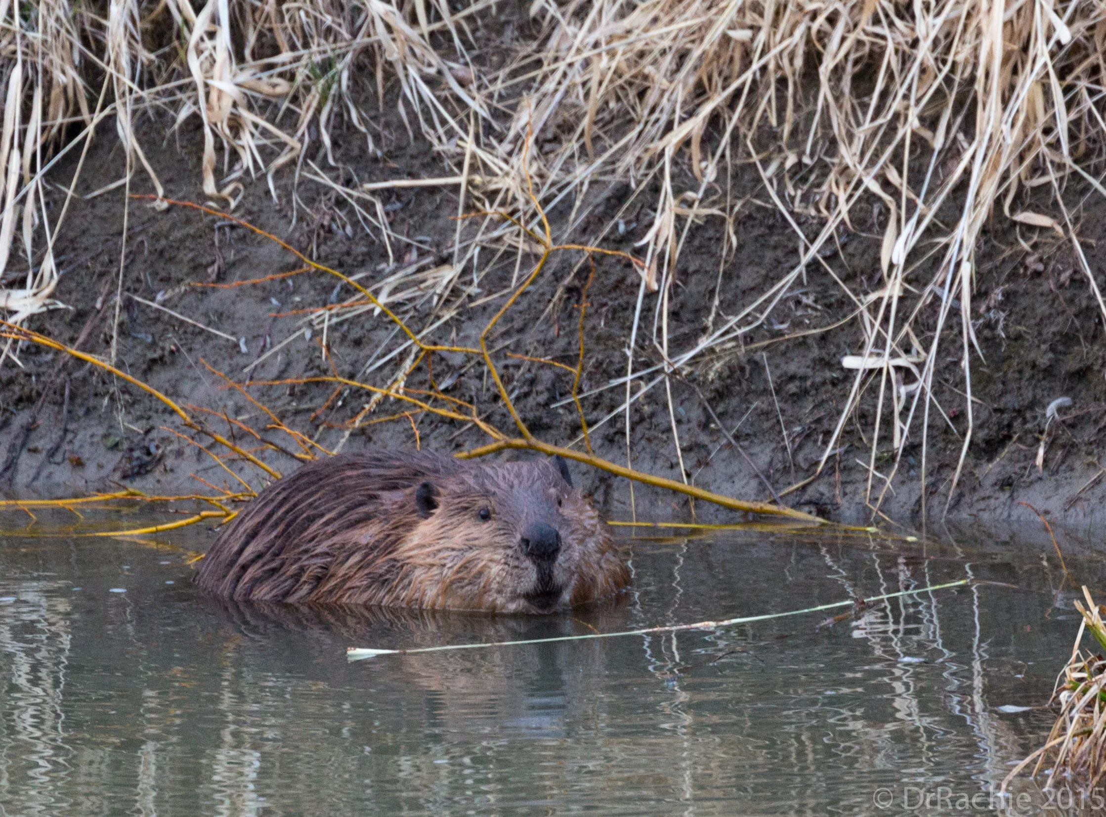 Beaver. 