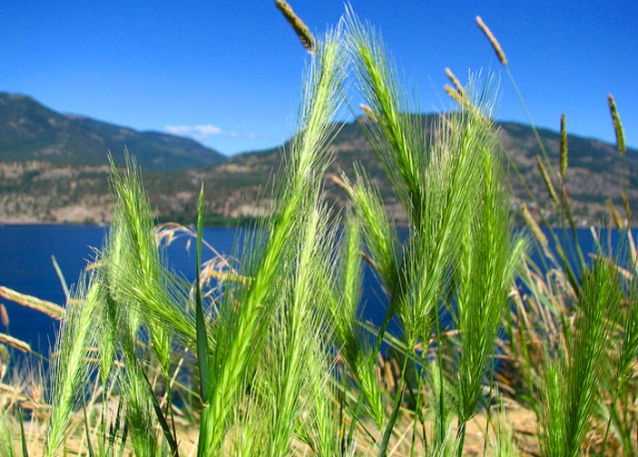 Long suspected, now demonstrated. Watering crops with BMAA-contaminated water results in accumulation of the neurotoxin in the roots and leaves. Pic credit: John Carney 