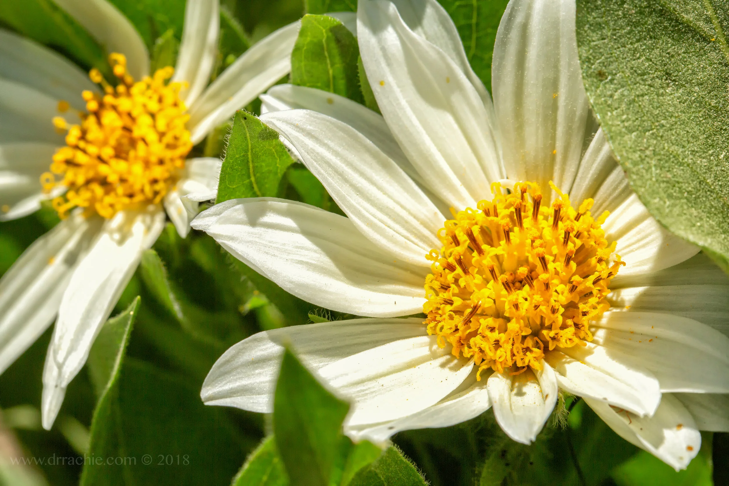 Arrowleaf Balsam Root
