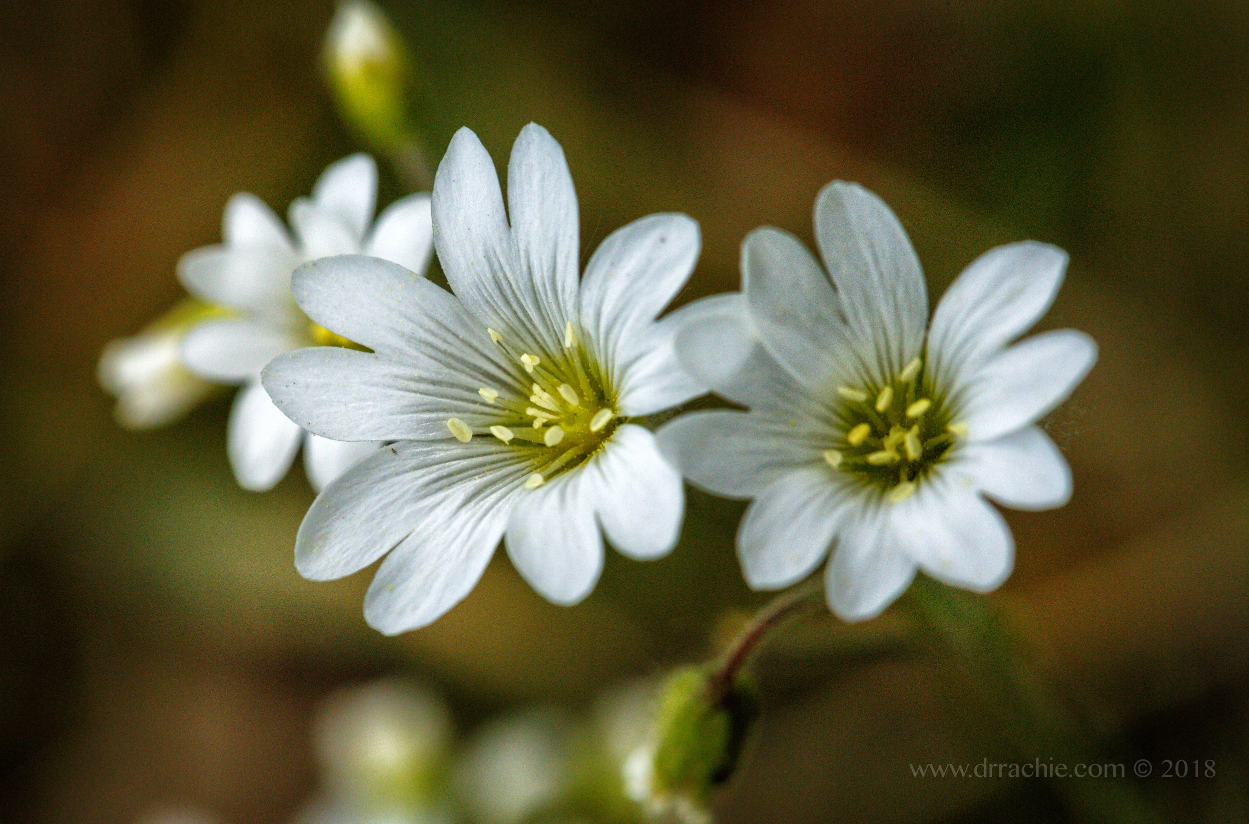 Cerastium arvense or Field chickweed