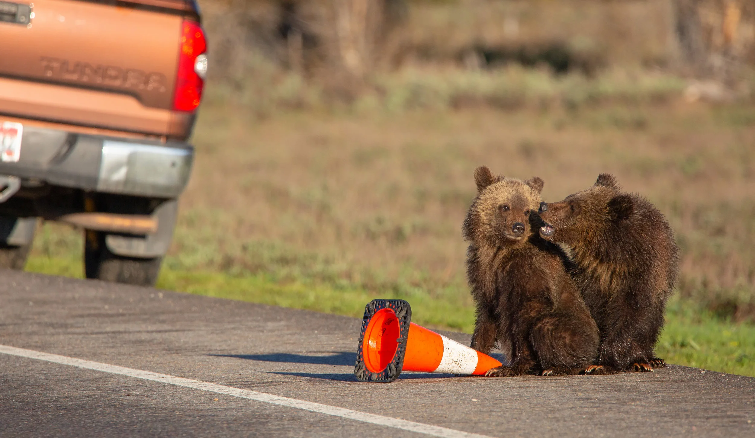 Blondie's cubs