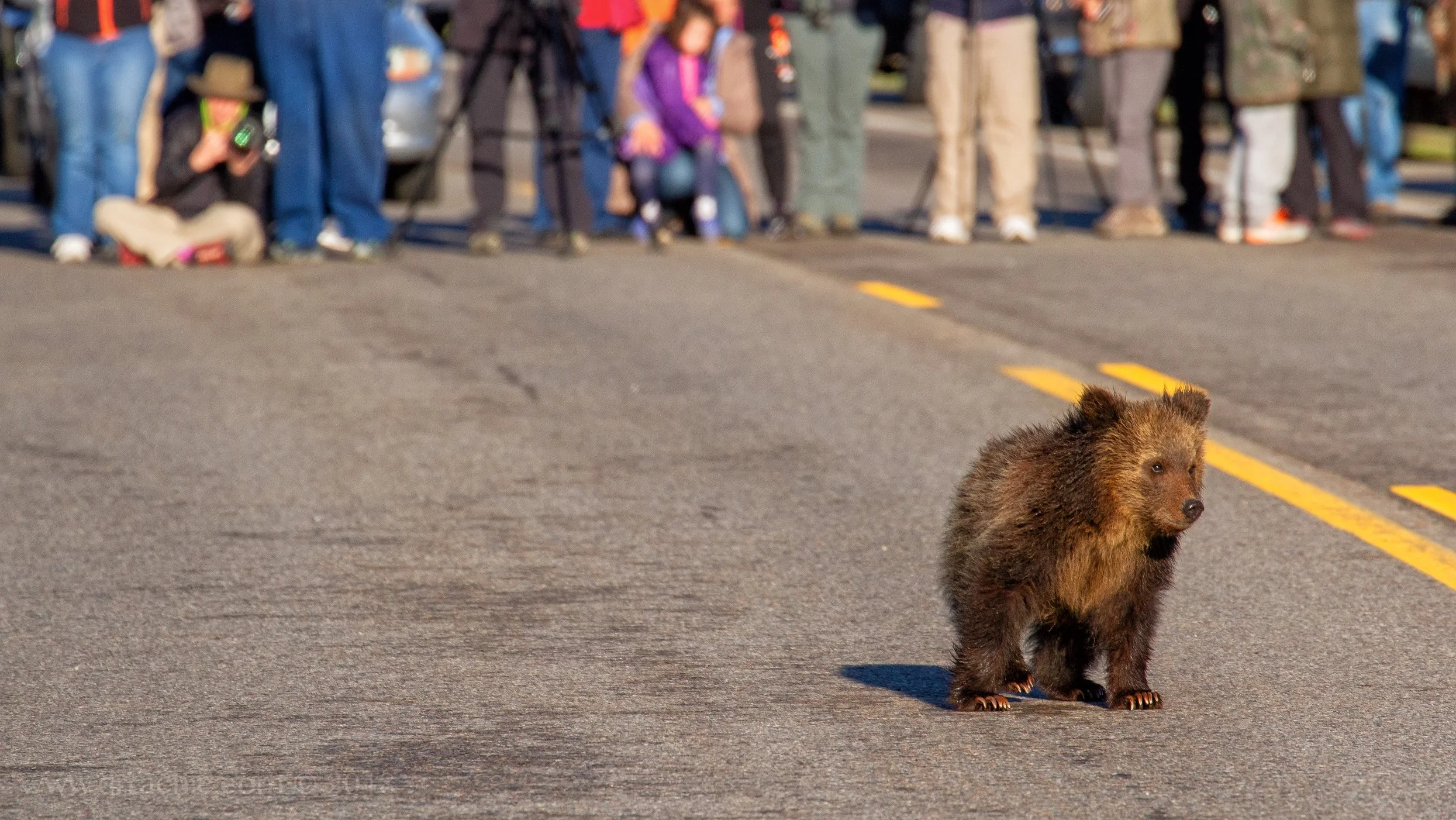 Blondie's Cub