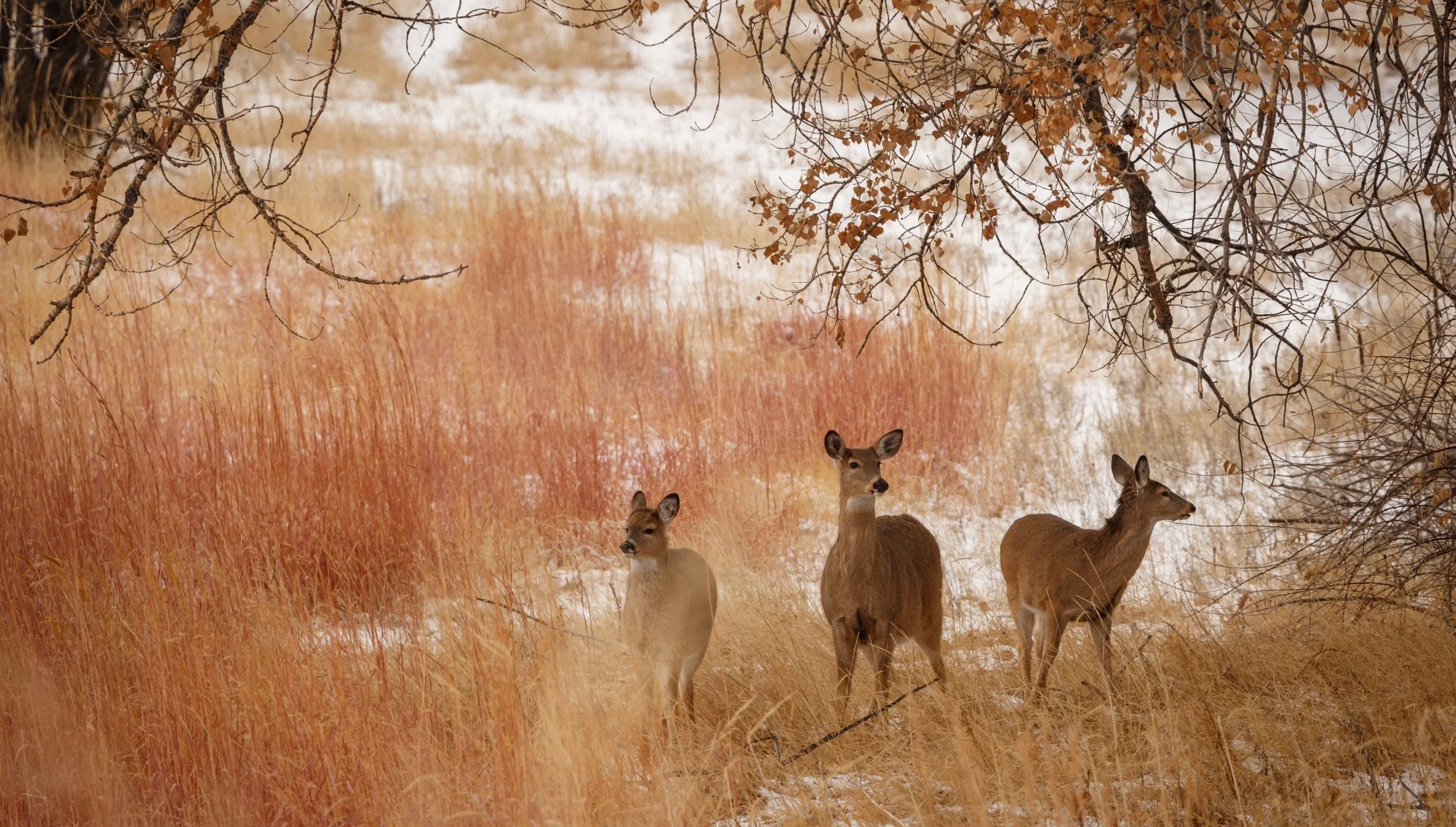 Mule Deer.