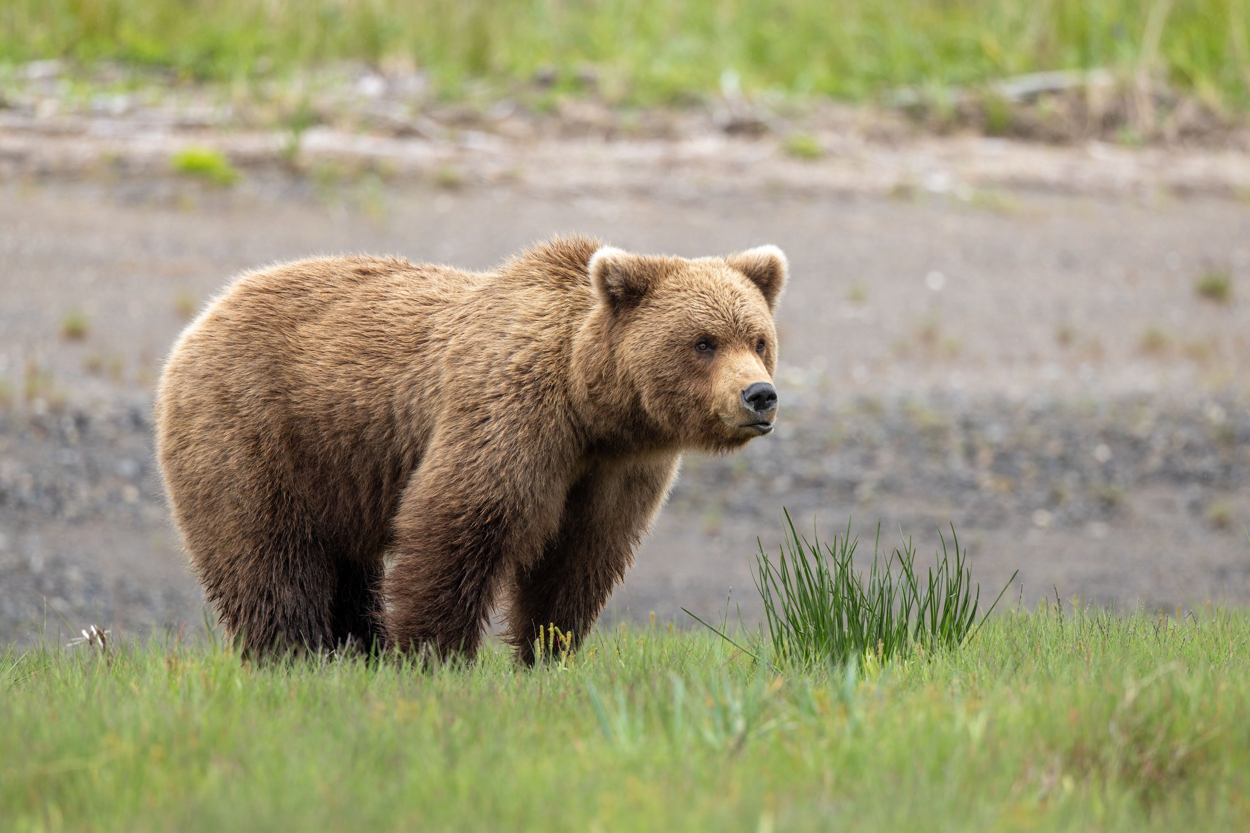 Alaska Brown Bear, Lake Clark National Park, AK.