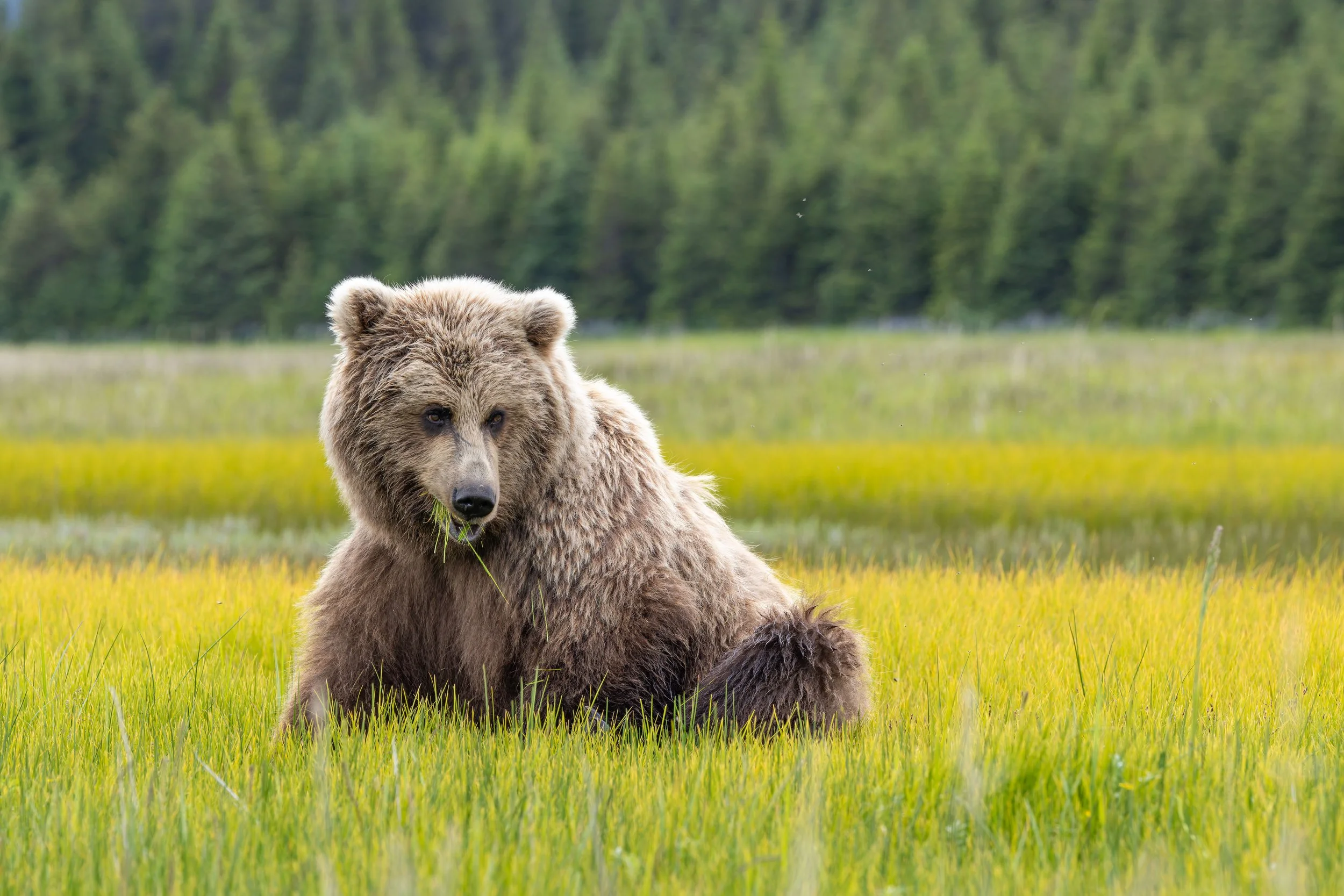 bear.jpg