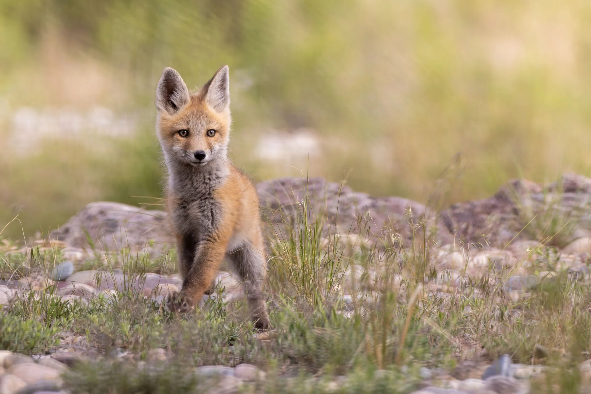 Fox kit.jpg