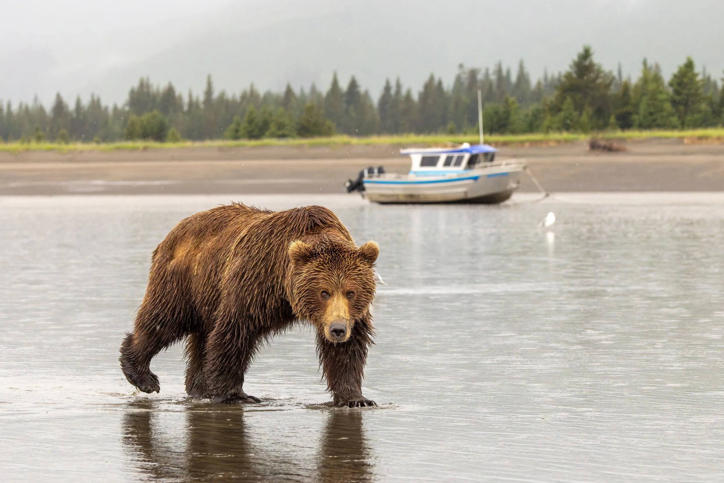 bear and boat.jpg