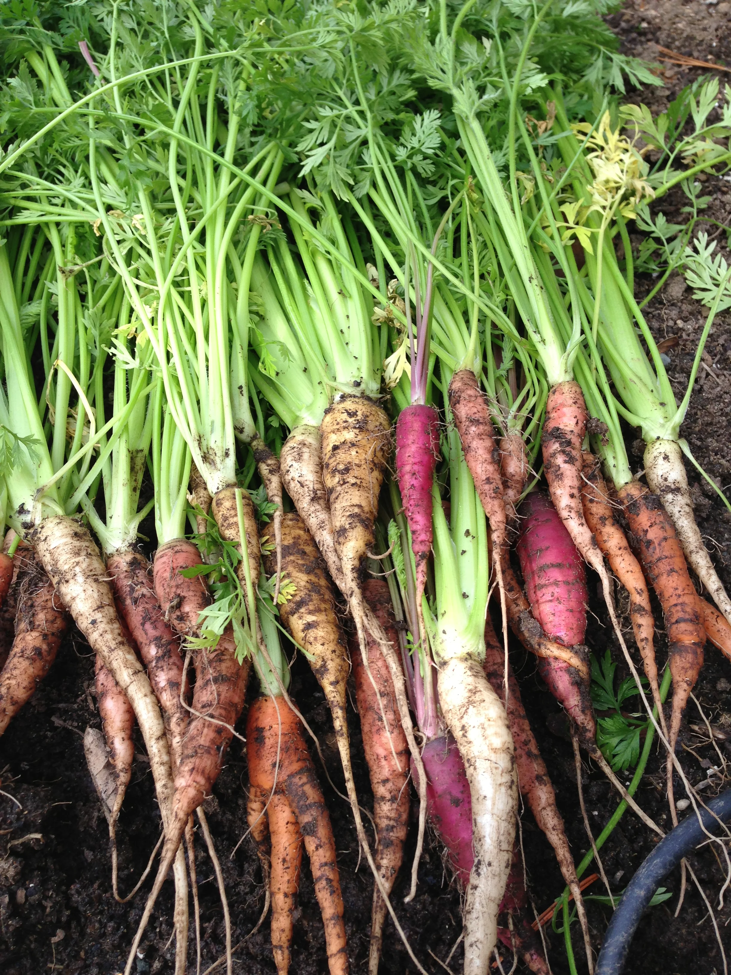 Garden_Carrots2_2014-02-17 13.50.34.jpg