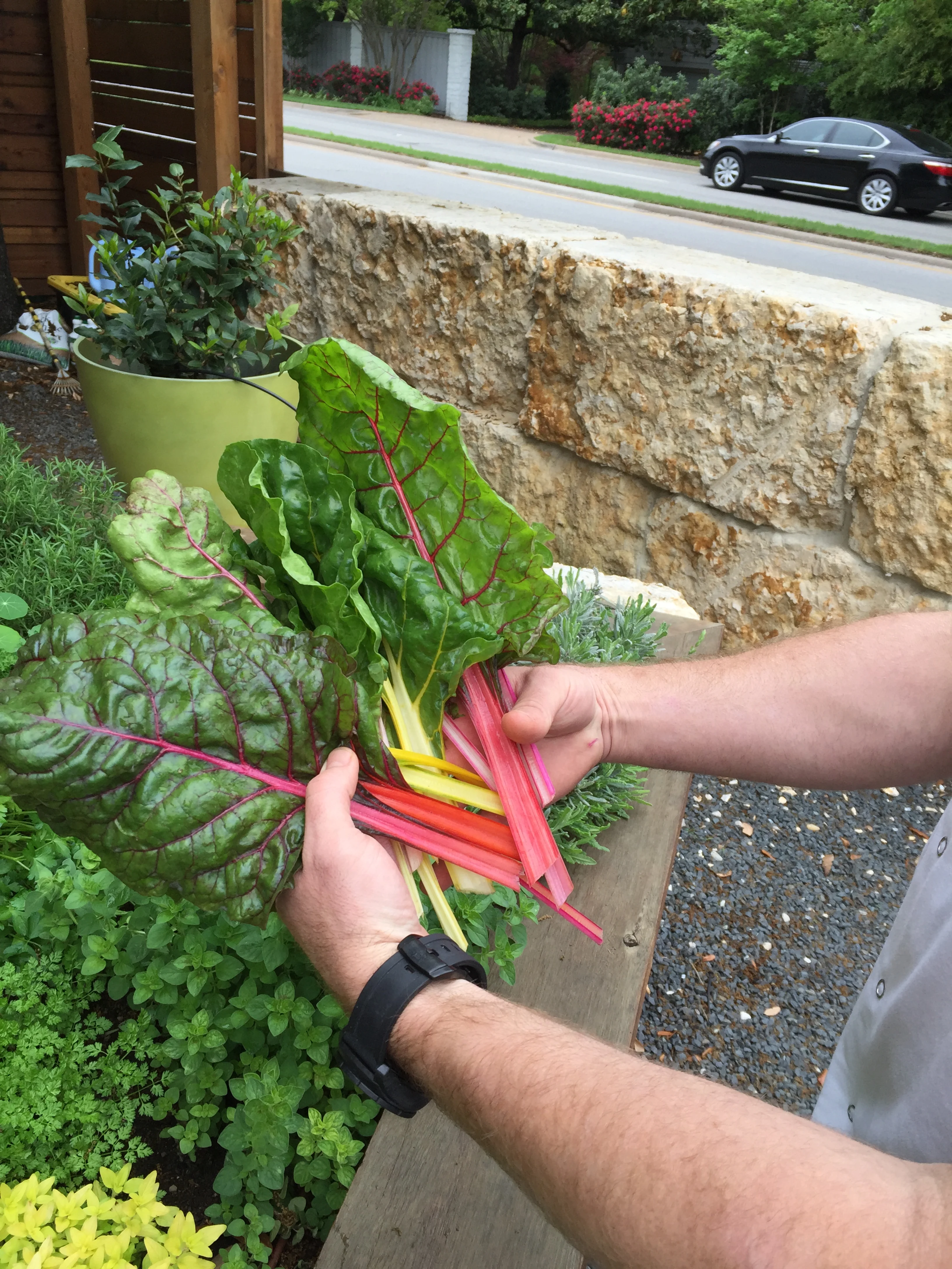 Shinsei Restaurant | Rathbun Organic Garden - Swiss Chard