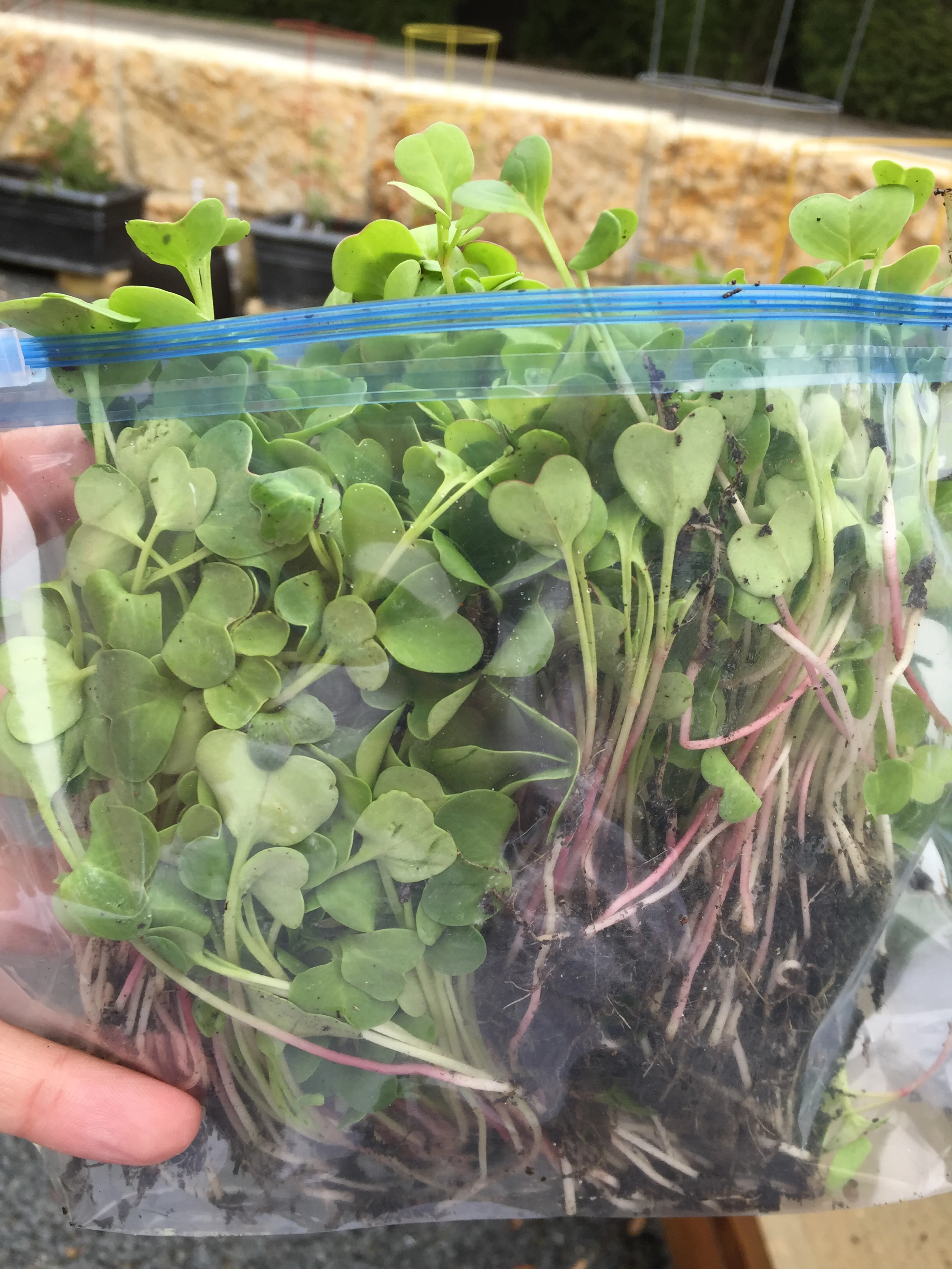 Shinsei Restaurant | Rathbun Organic Garden