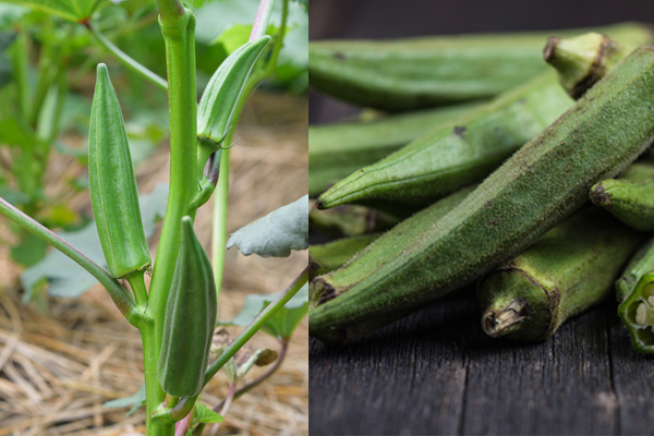 Summer Okra | Rathbun Organic Garden September 2015