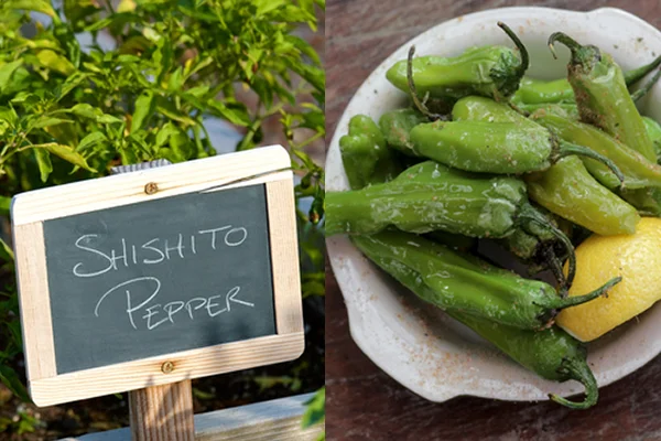 Shishito Peppers | Rathbun Organic Garden September 2015
