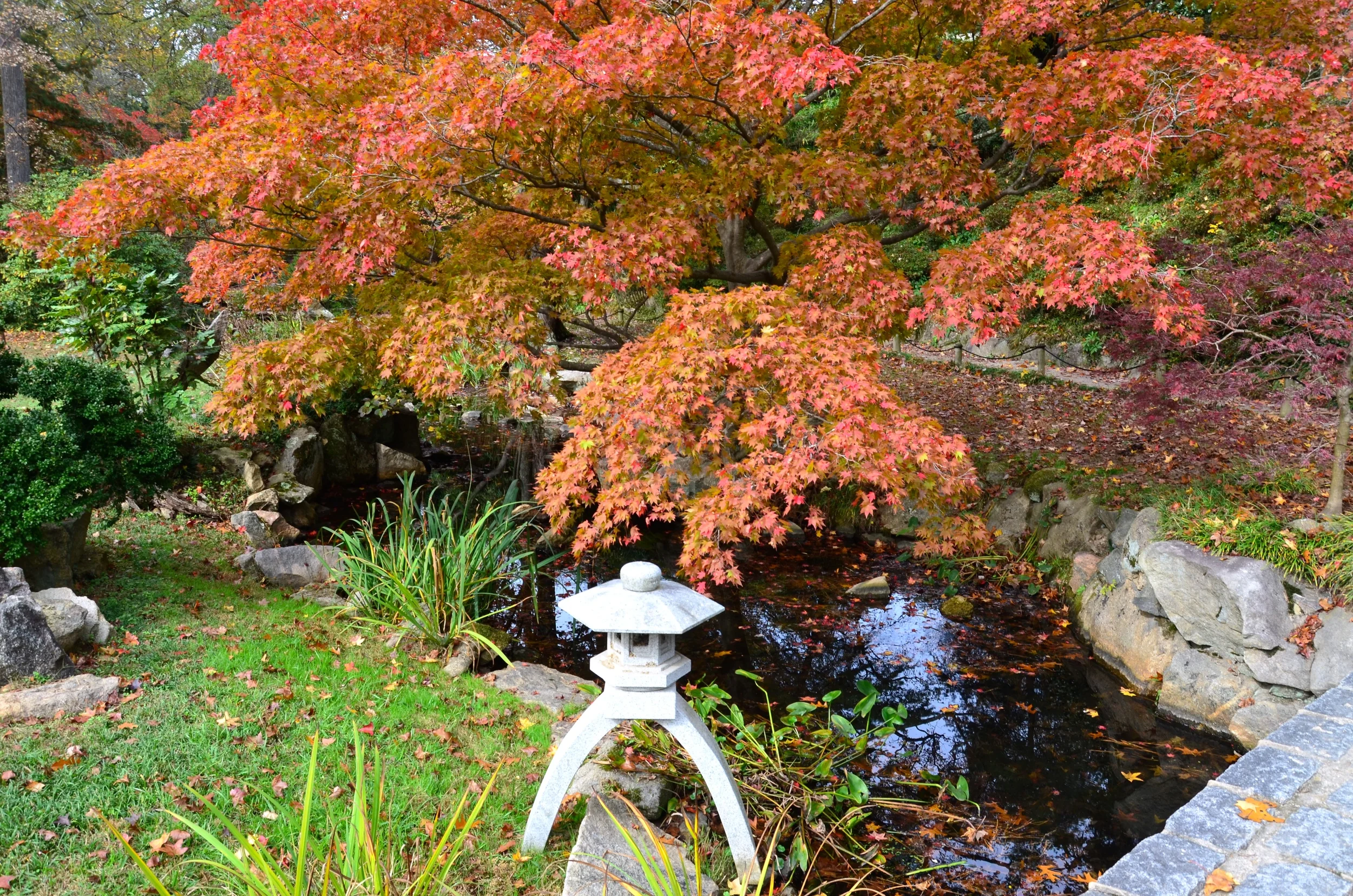 DSC_6187.JPG