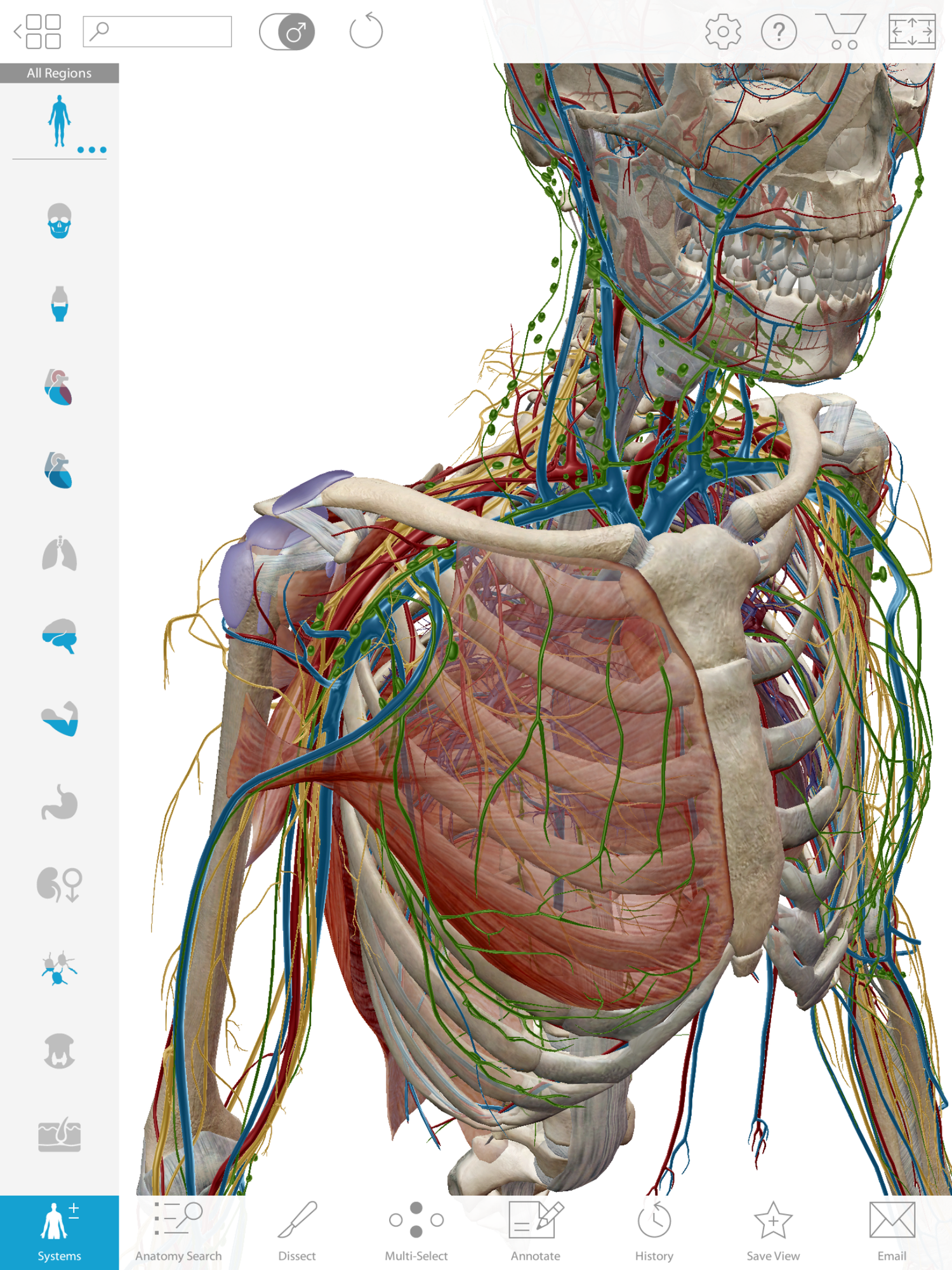 The 10 Best Resources To Learn And Master Dpt School Anatomy Breanna Spain Blog