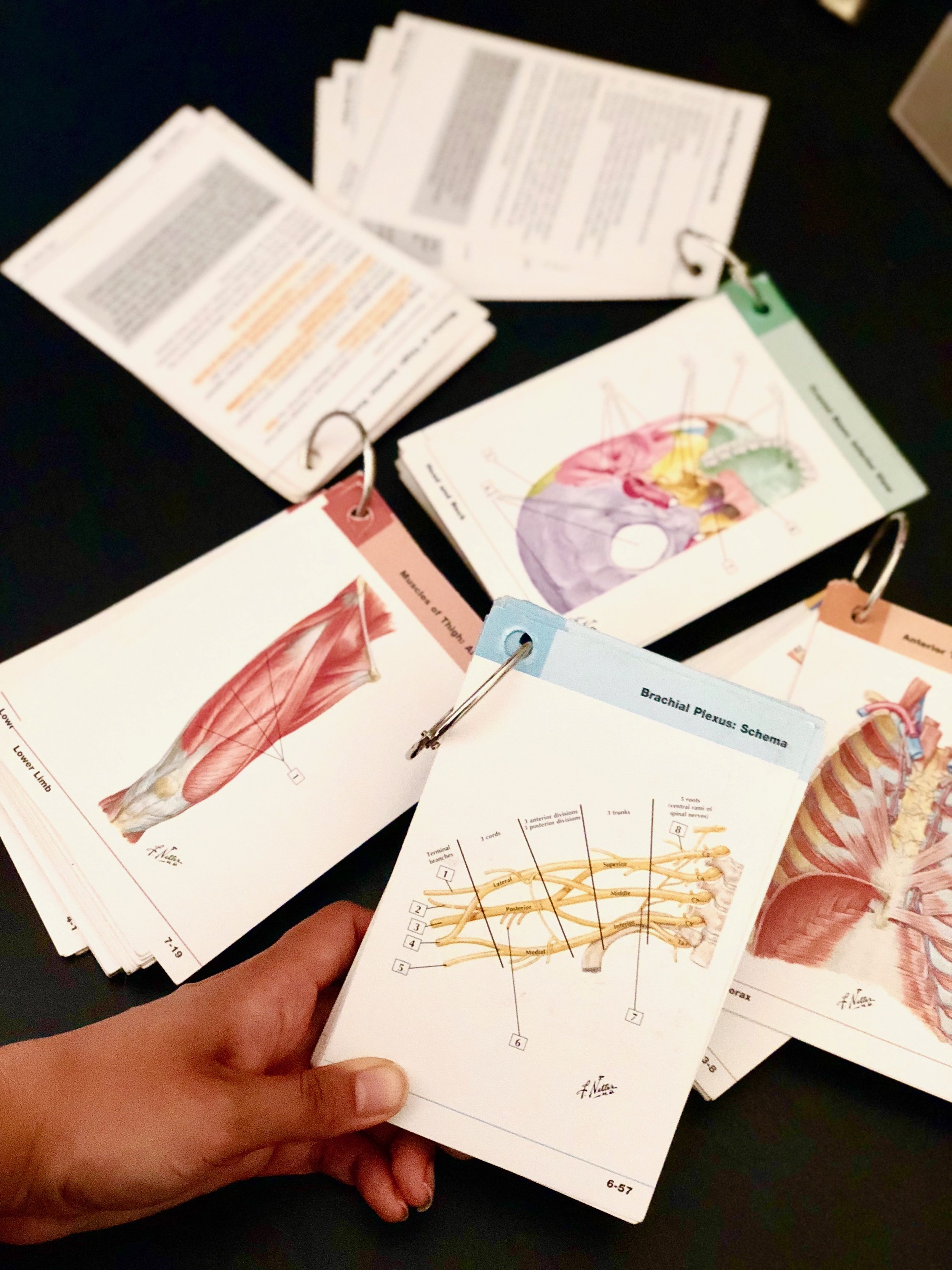 The 10 Best Resources To Learn And Master Dpt School Anatomy