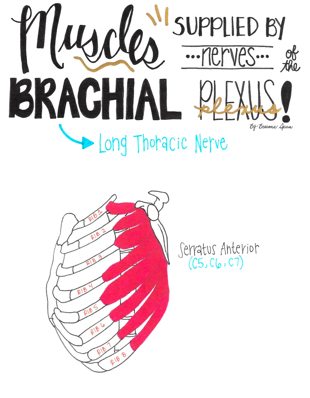 4 - Long Thoracic Nerve copy.jpg