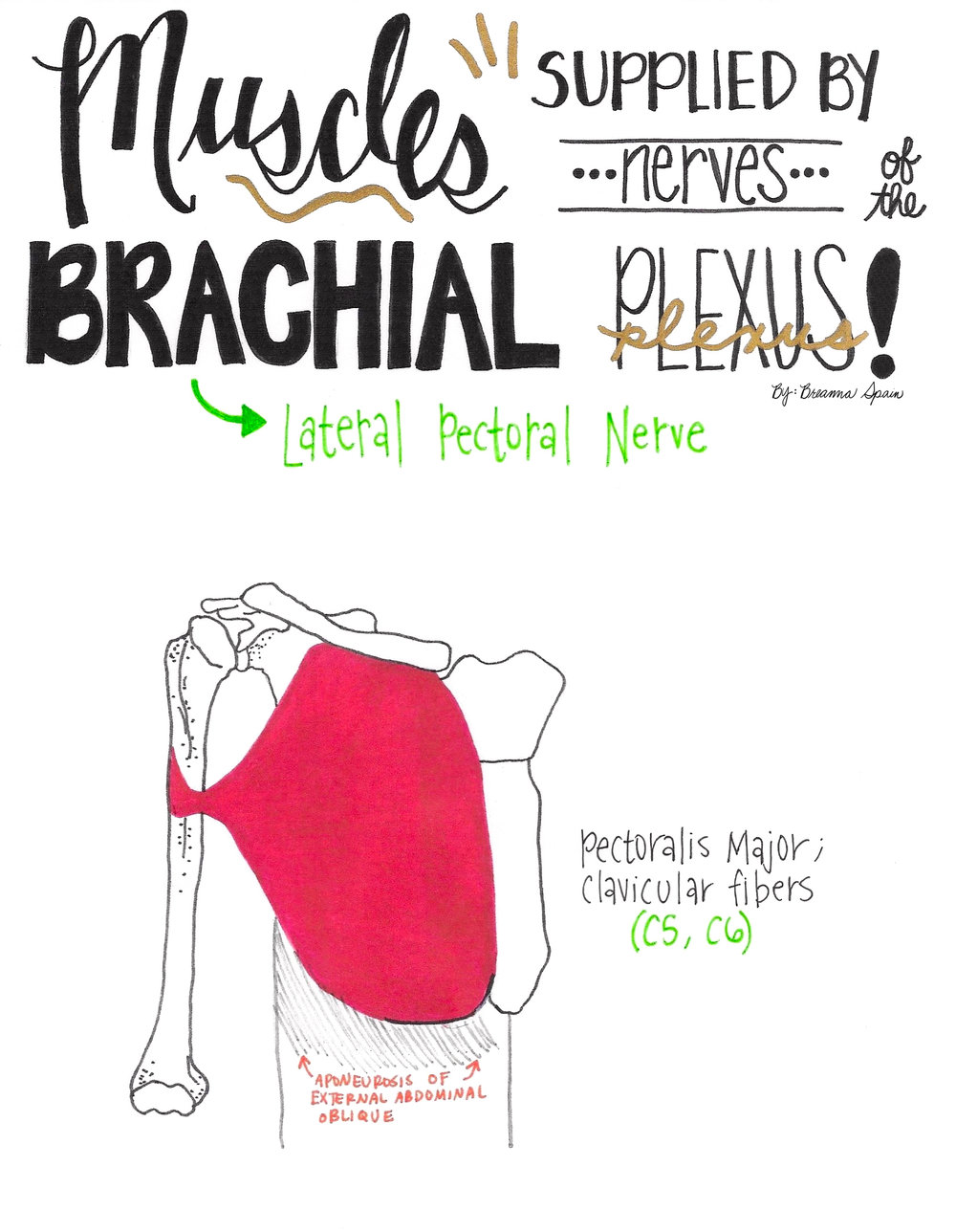 8 - Lateral Pectoral Nerve copy.jpg