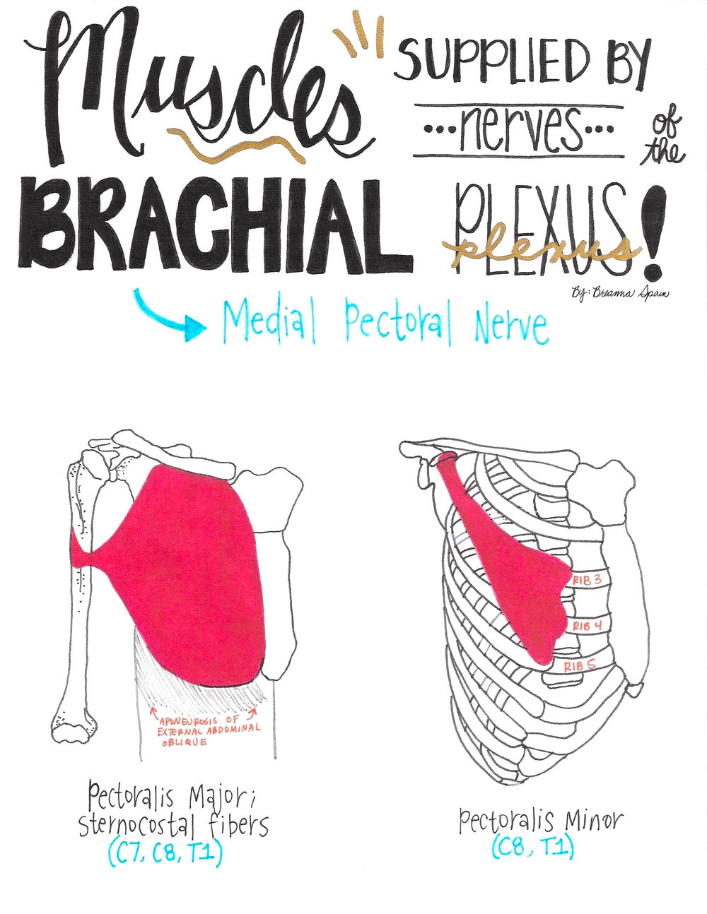 9 - Medial Pectoral Nerve copy.jpg