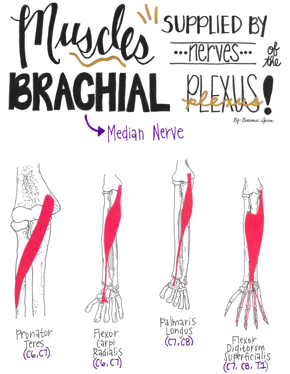 15 - Median Nerve copy.jpg