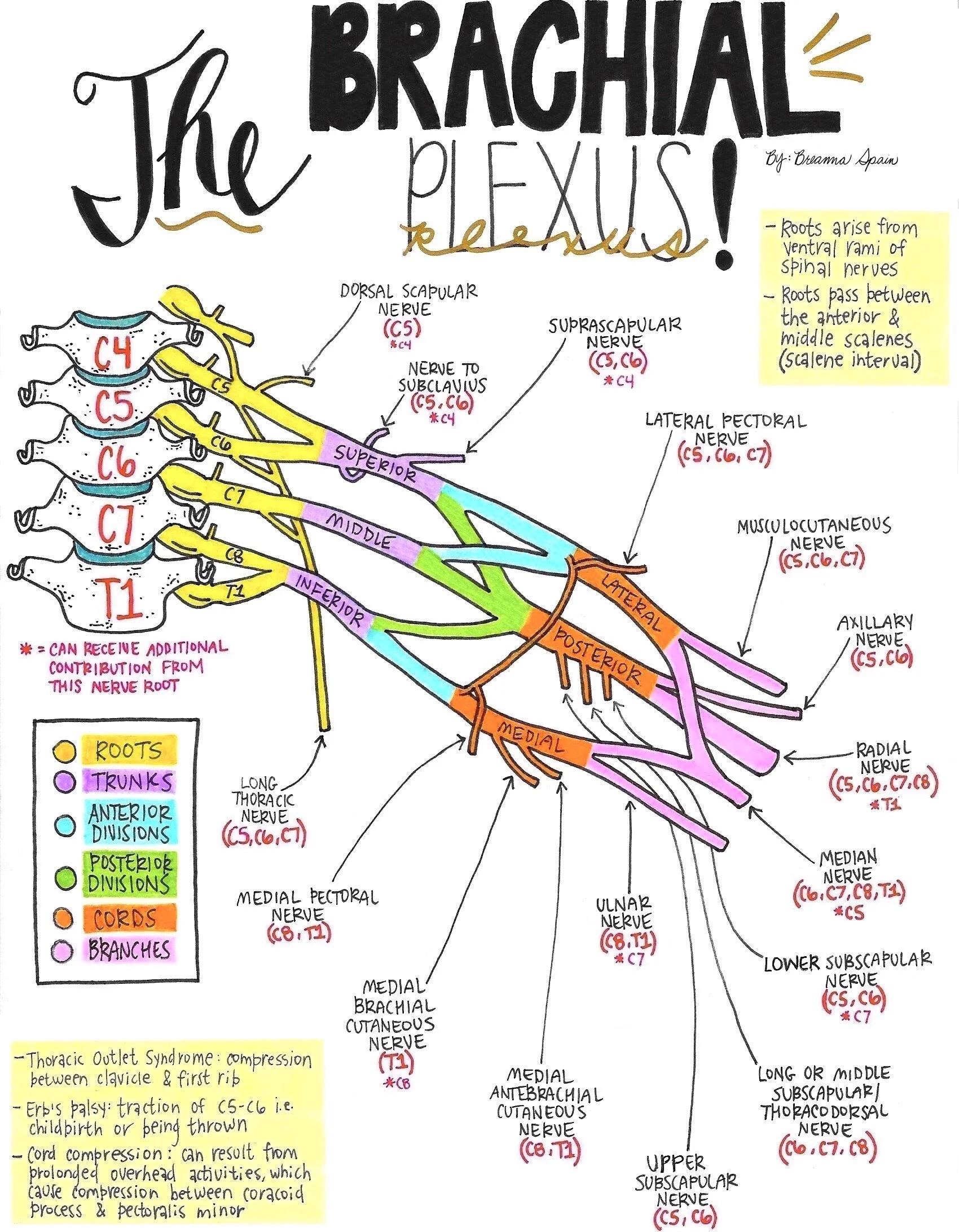 Nerve Drawings // The Brachial Plexus and its Course through the Upper