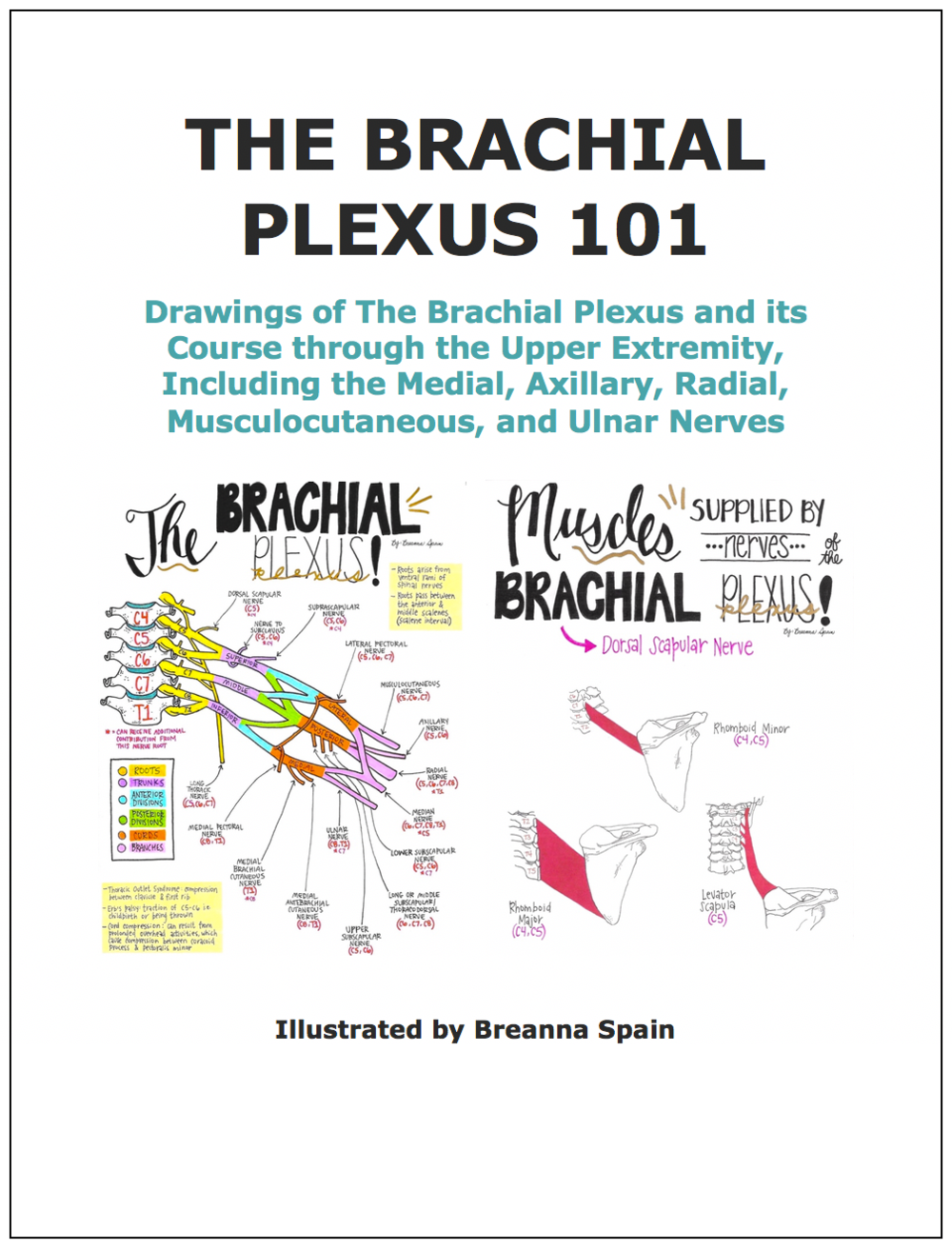 The Brachial Plexus 101