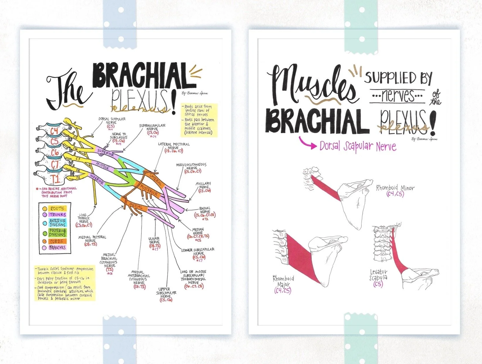 Nerve Drawings // The Brachial Plexus and its Course through the Upper Extremity