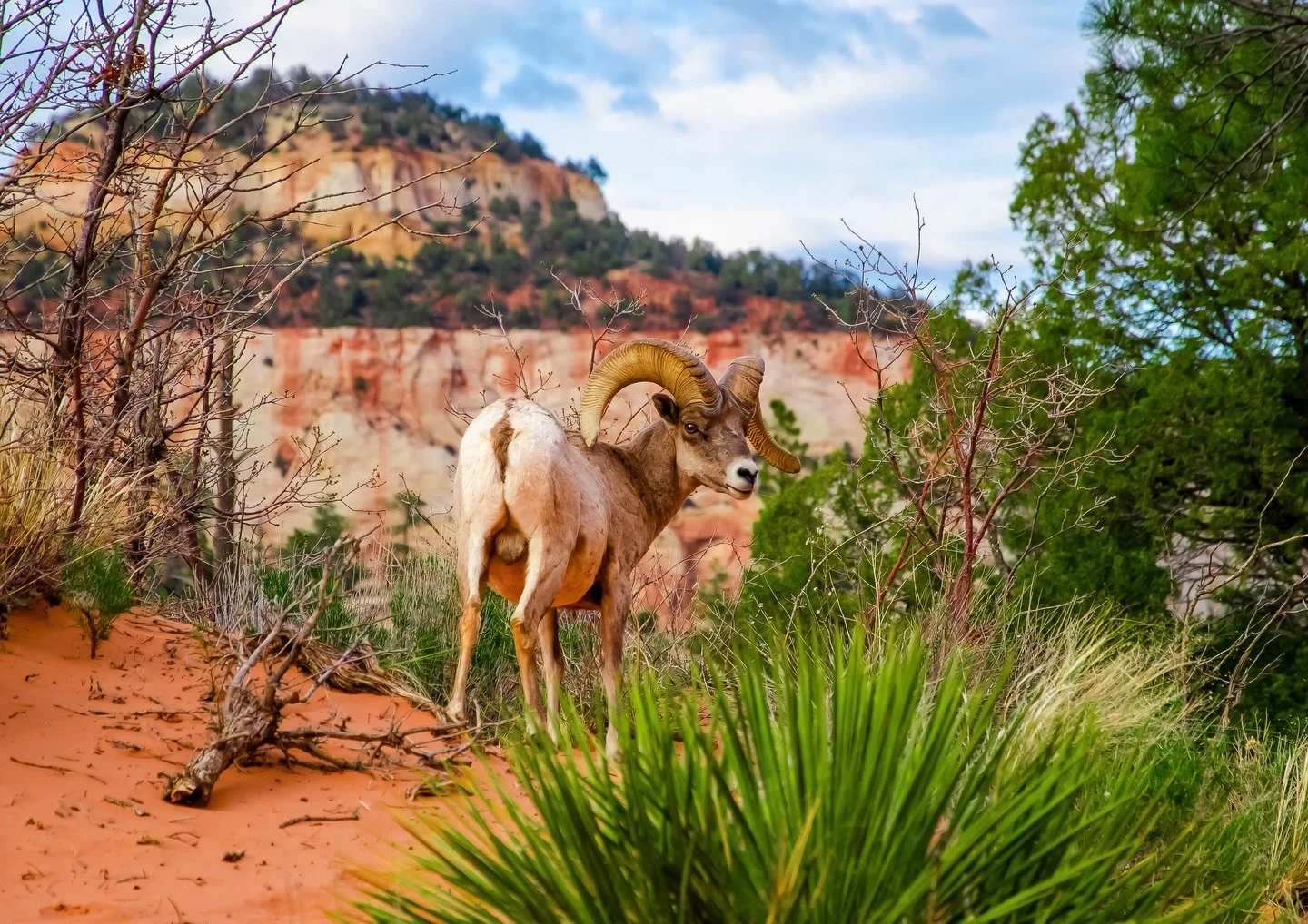 One last Zion photo dump 📸🥰 Majestic wildlife, dreamy sunsets, and the most insanely beautiful views 🐏⛰️🌞✨ This place is truly mesmerizing!! 🥹🙌🏽