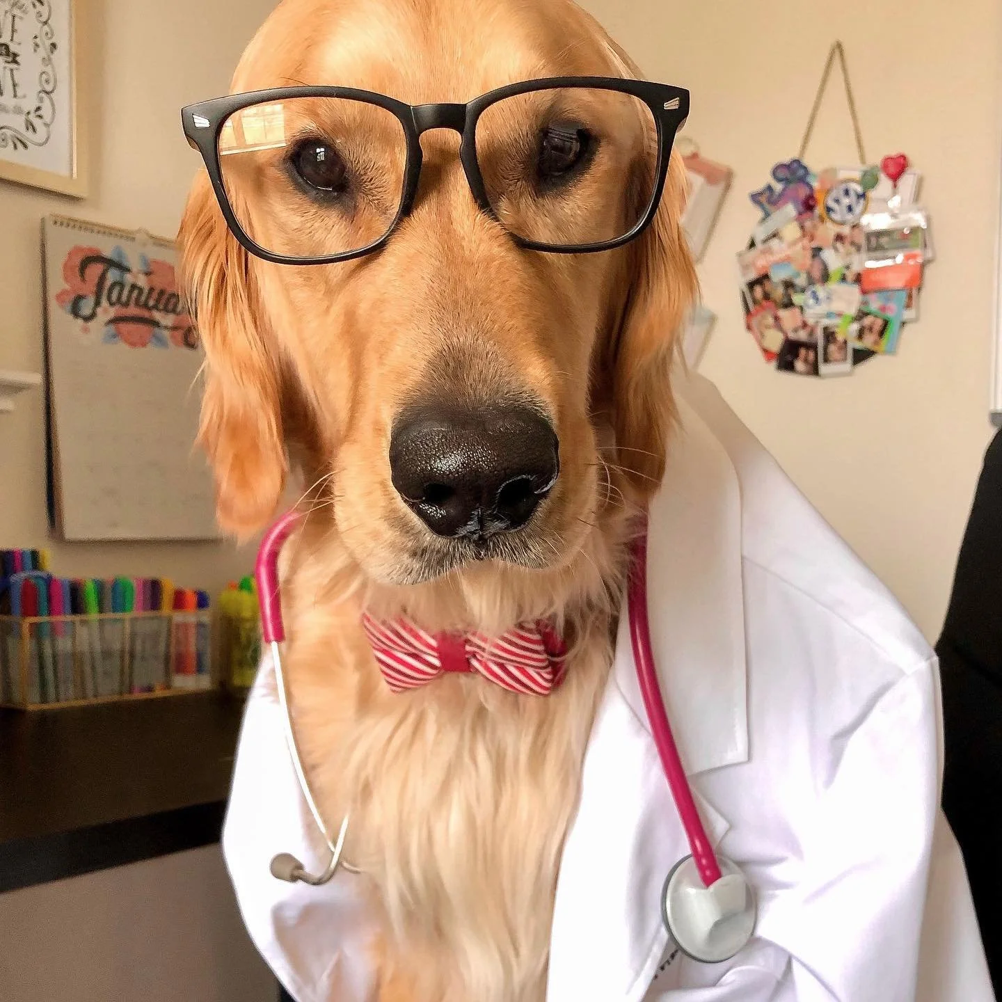 &ldquo;Yes. Gr8. Got it. Thnx 4 that gr8 info. Can u plz tell me more about ur pain? What r ur aggs and eases? Most importantly... are u still able to throw tennis balls???&rdquo; 🧐

Everyone, meet my best friend and the best study buddy ever - Daws