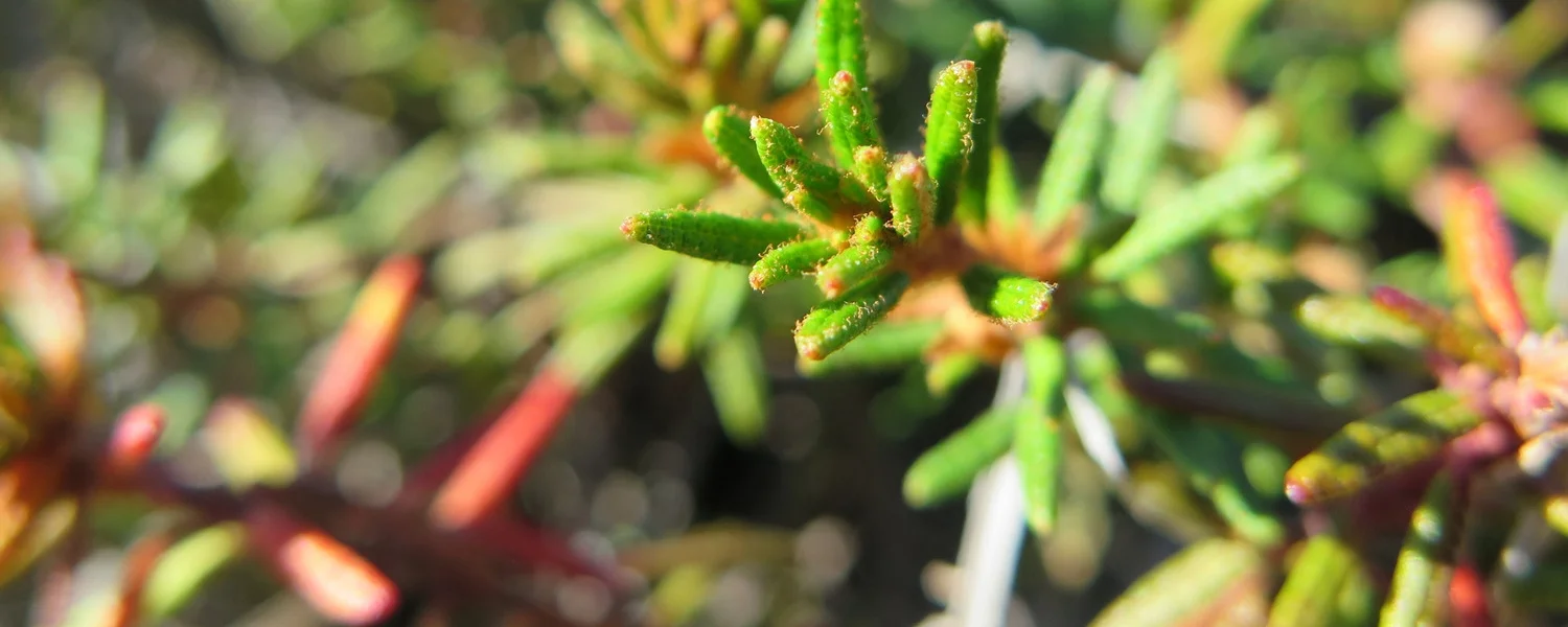 Lil Plant.jpg