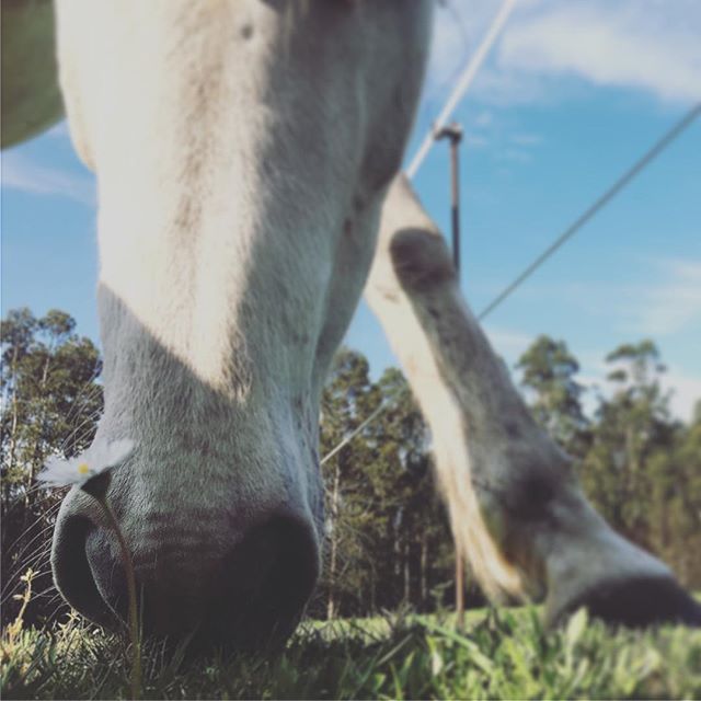 In a world full of daisies dare to be a rose.
M.Dhliwayo
•
•
•
•
#photography #photographer #photooftheday #galicia #galiciacalidade #nature #naturelovers #natureza #natureperfection #margarita #flowers #smells #animal #animallove #animalface #horse #horsestagram #horselife #horselove #loveit #perspective #happymood #jj_daily #jj_naturelovers #igers #instanature #instagood