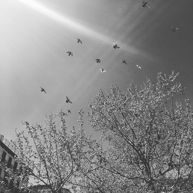 "The brave man is not he who does not feel afraid, but he who conquers that fear" Mandela
•
•
•
#photography #photographer #photooftheday #spain #sky #skyporn #tree #treestagram #nature #naturelovers #naturephotography #birds #birdstagram #bnw #bnw_city #bnw_life #photoofthesky #anotherplanet #moments #jj_creative
