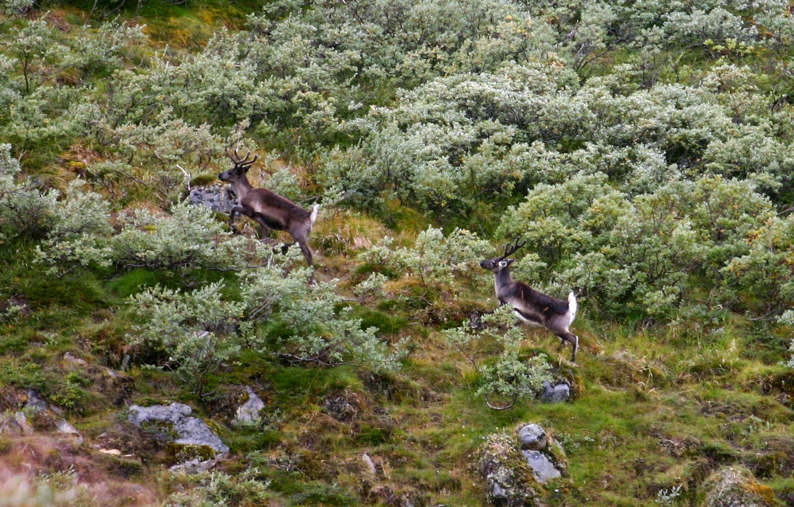 Reindeer in Greenland
