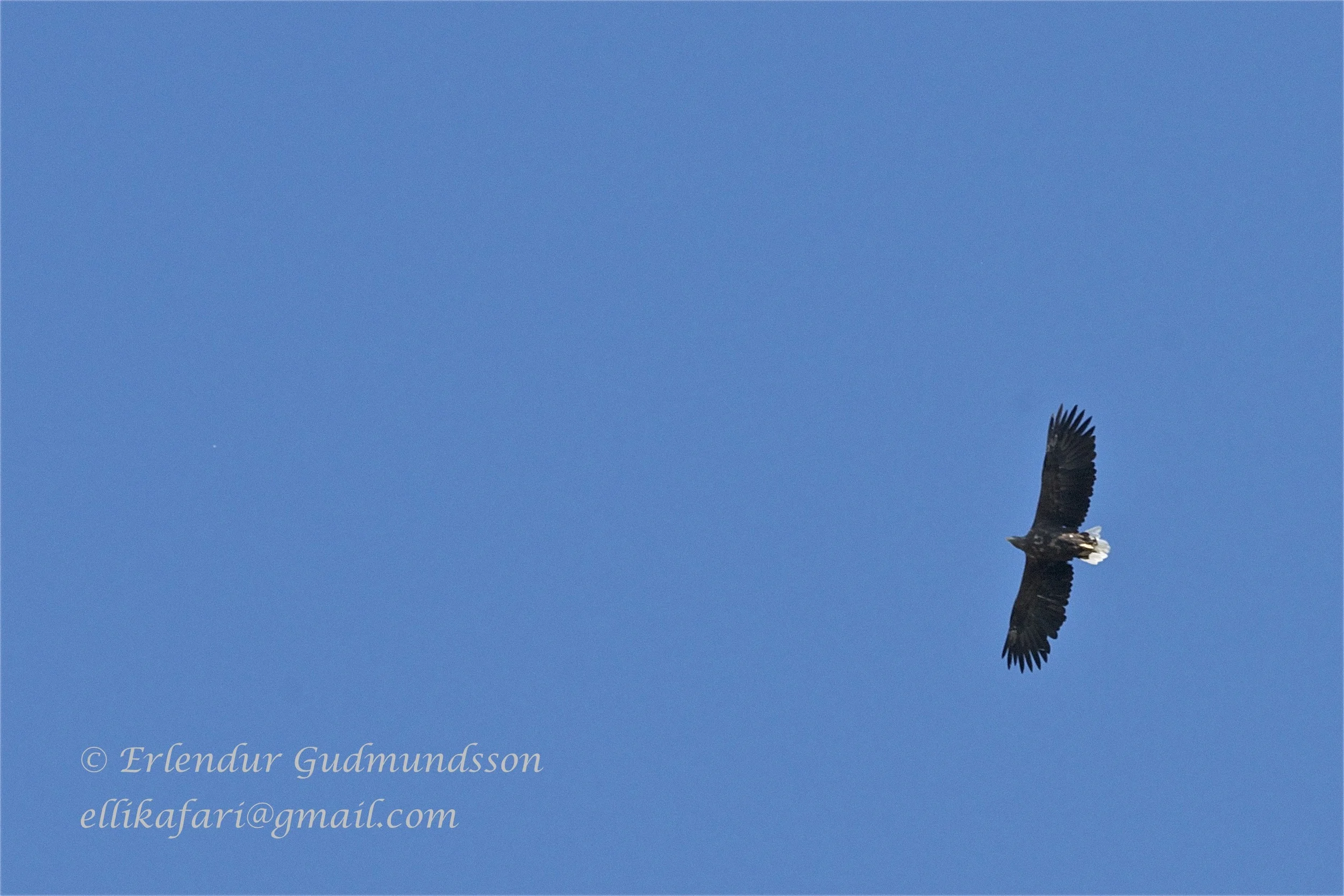 Eagle