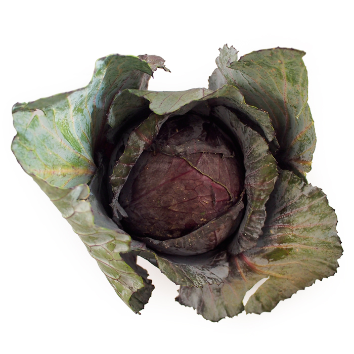 Red Cabbage.jpg