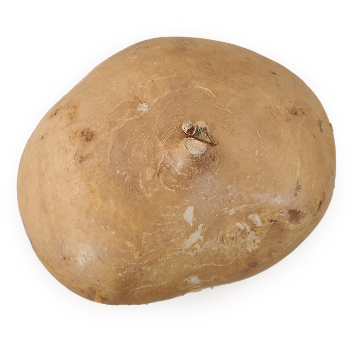 Jicama.jpg