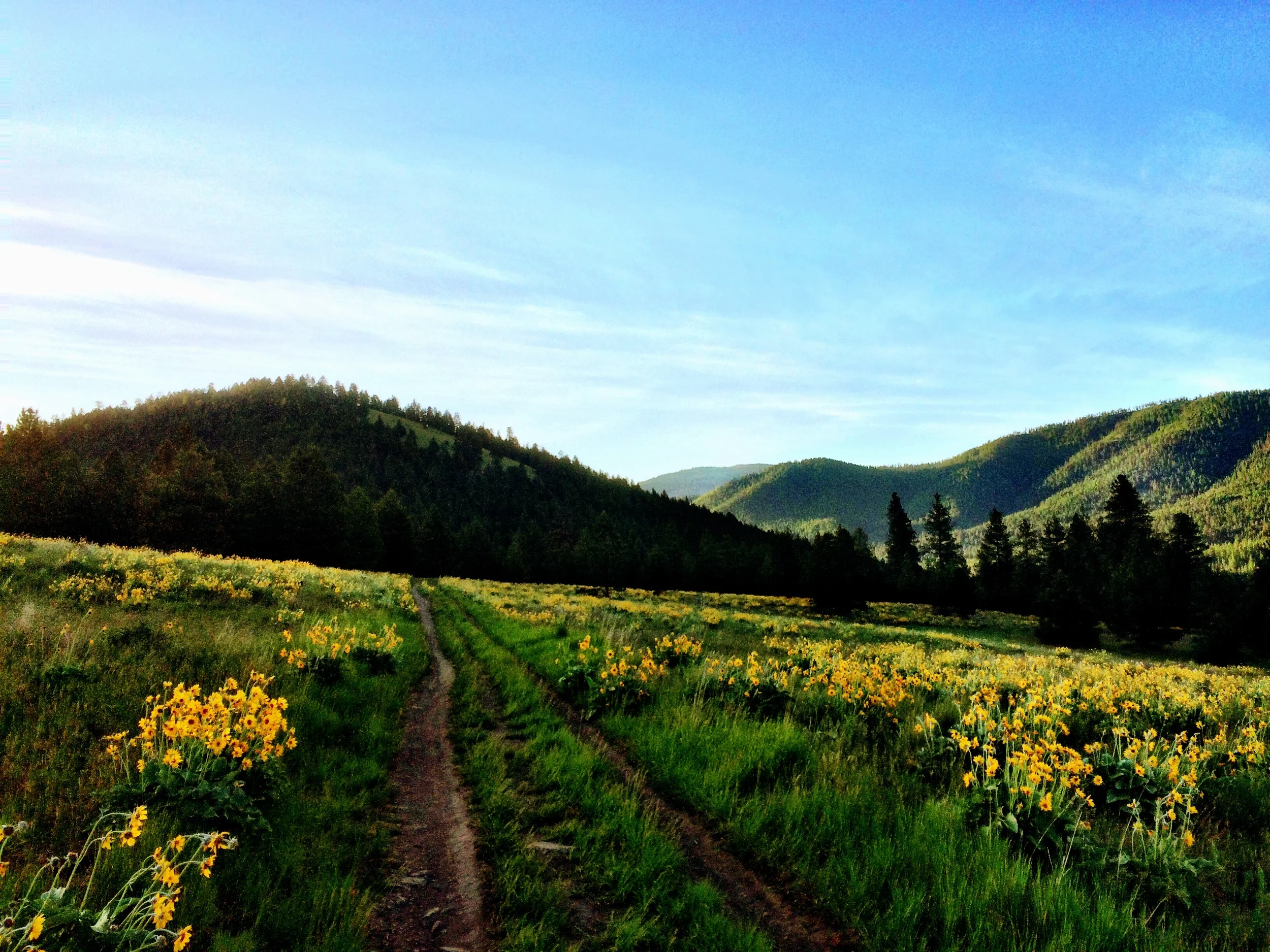 Montana: A Grand Homecoming