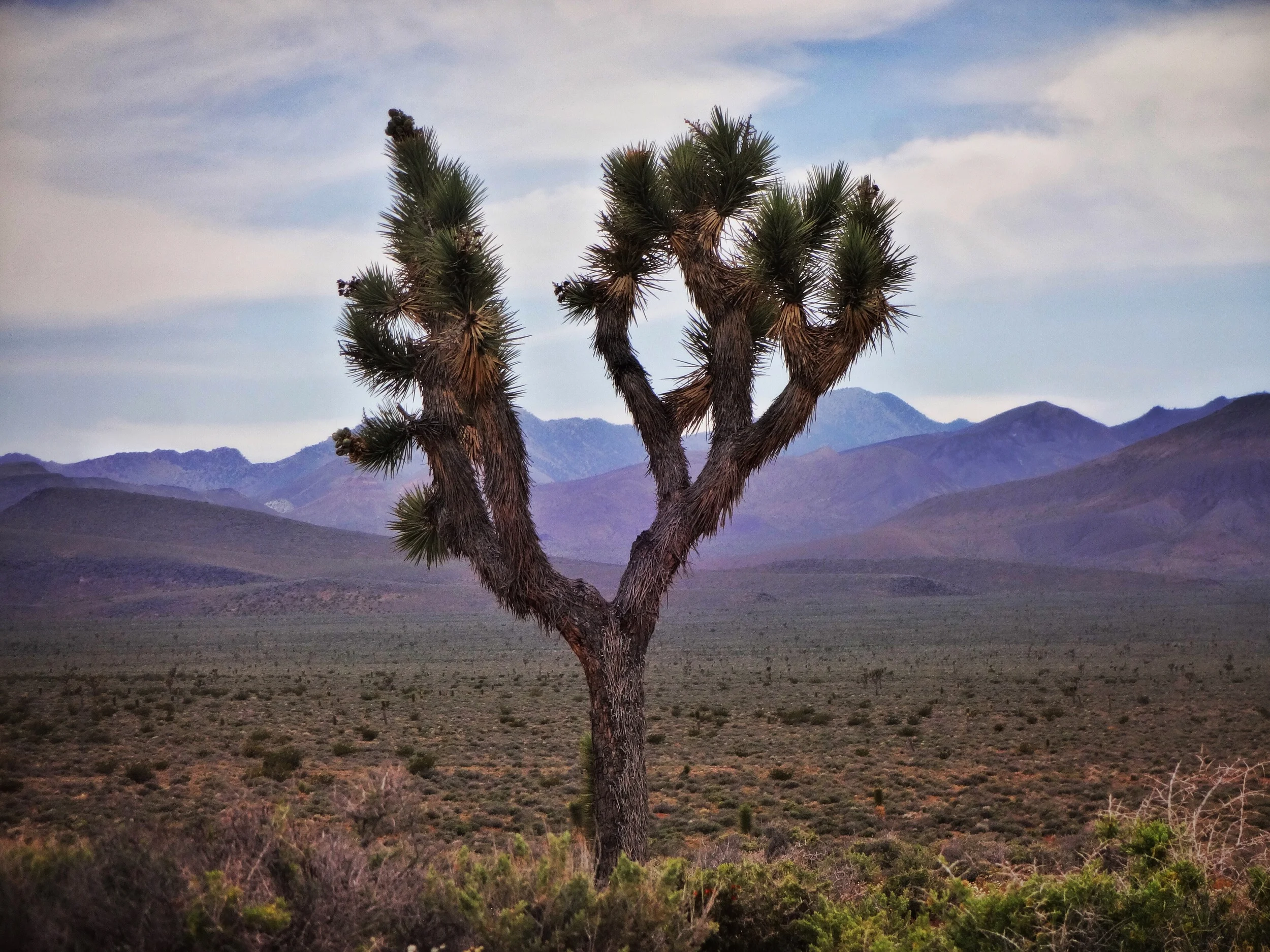 Lone Joshua Tree: Nevada desert