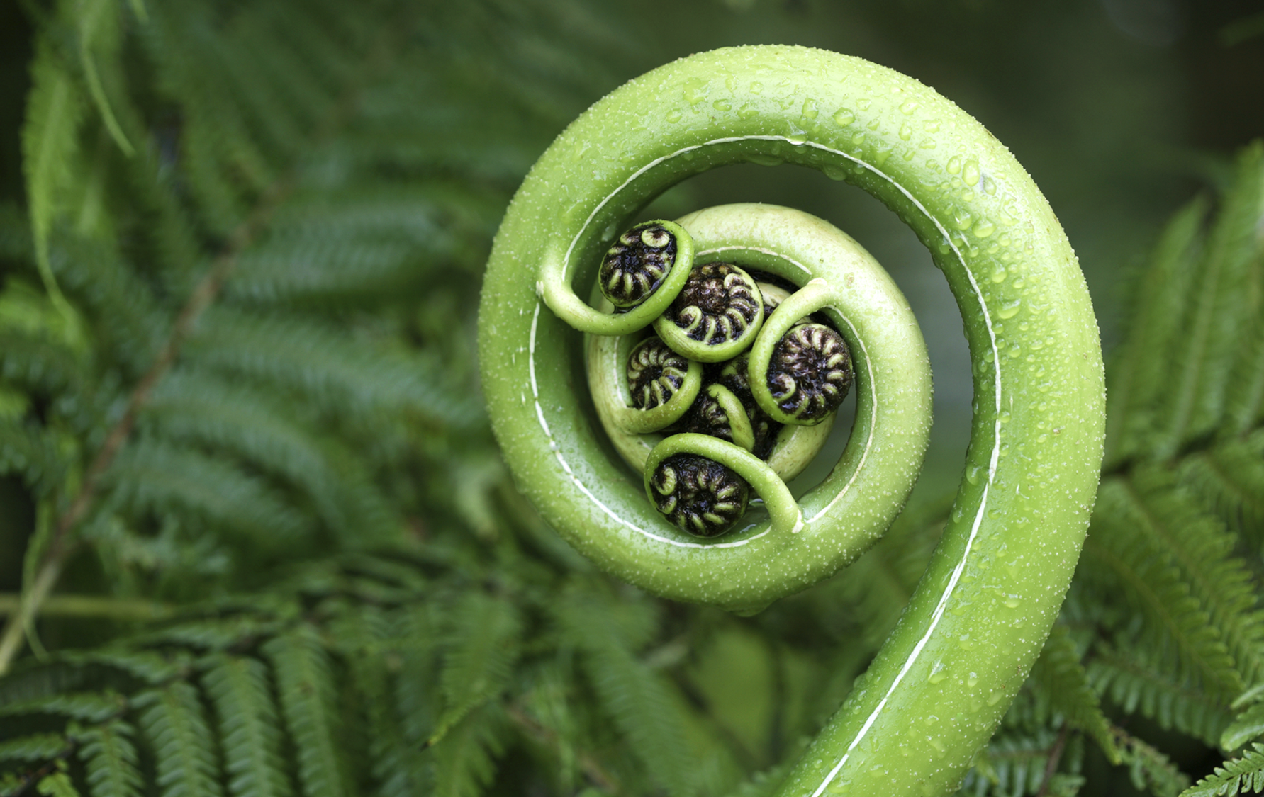 koru.png