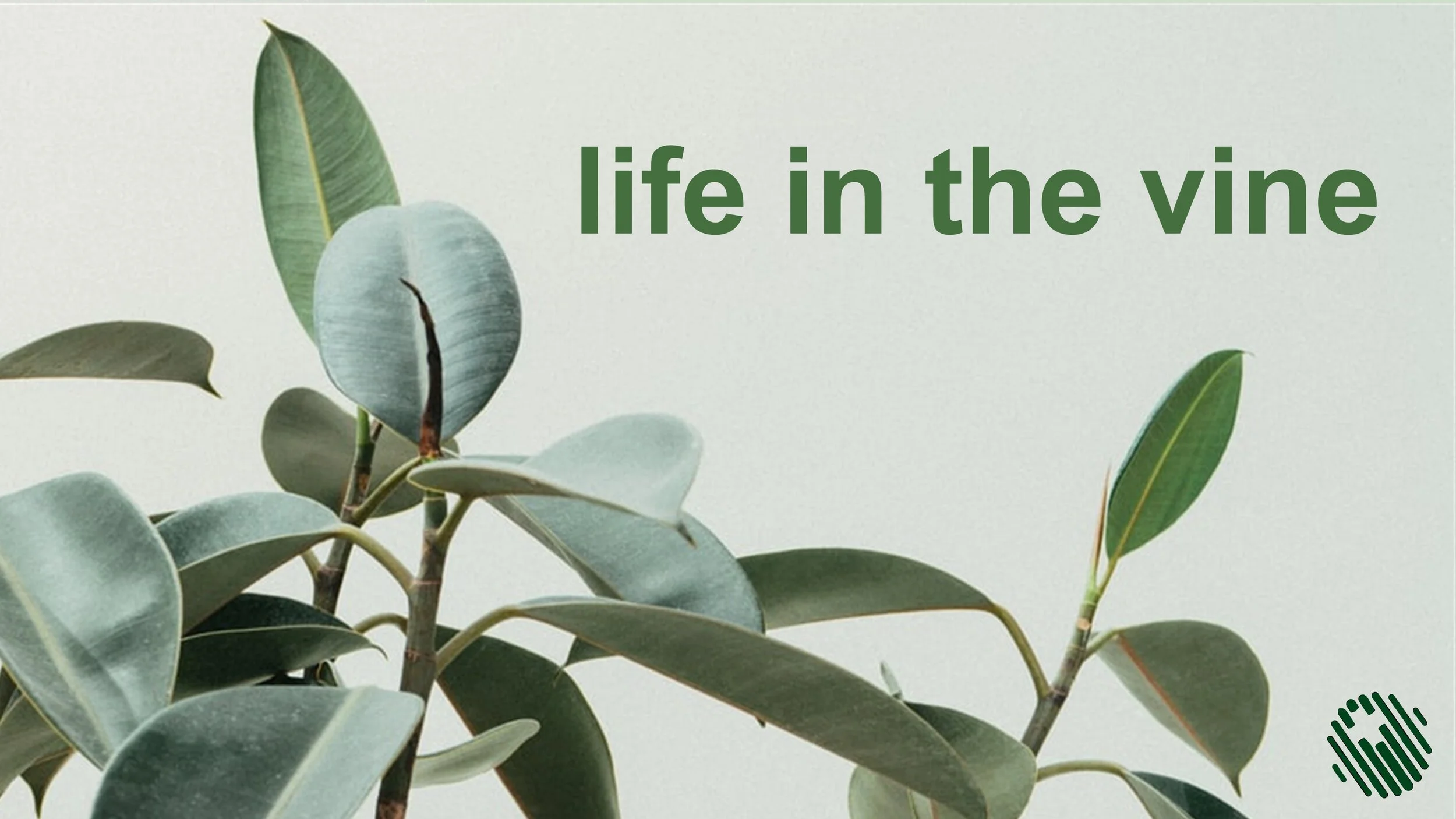 Life in the Vine - rhythms, patterns and practices - Jacinda Lilly 