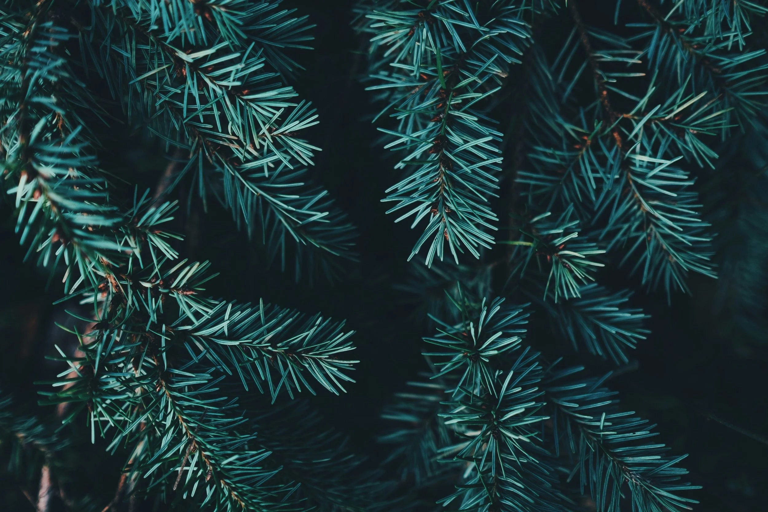 annie-spratt-zh7GEuORbUw-unsplash+%281%29.jpg