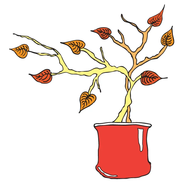 Plant illustration