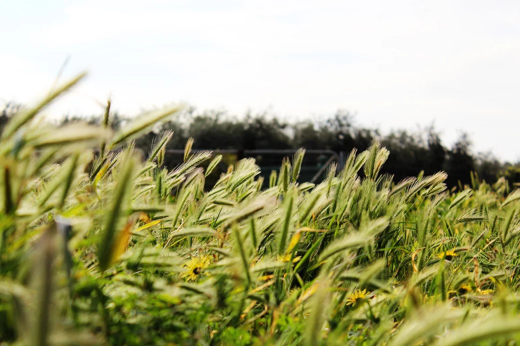 Long grass