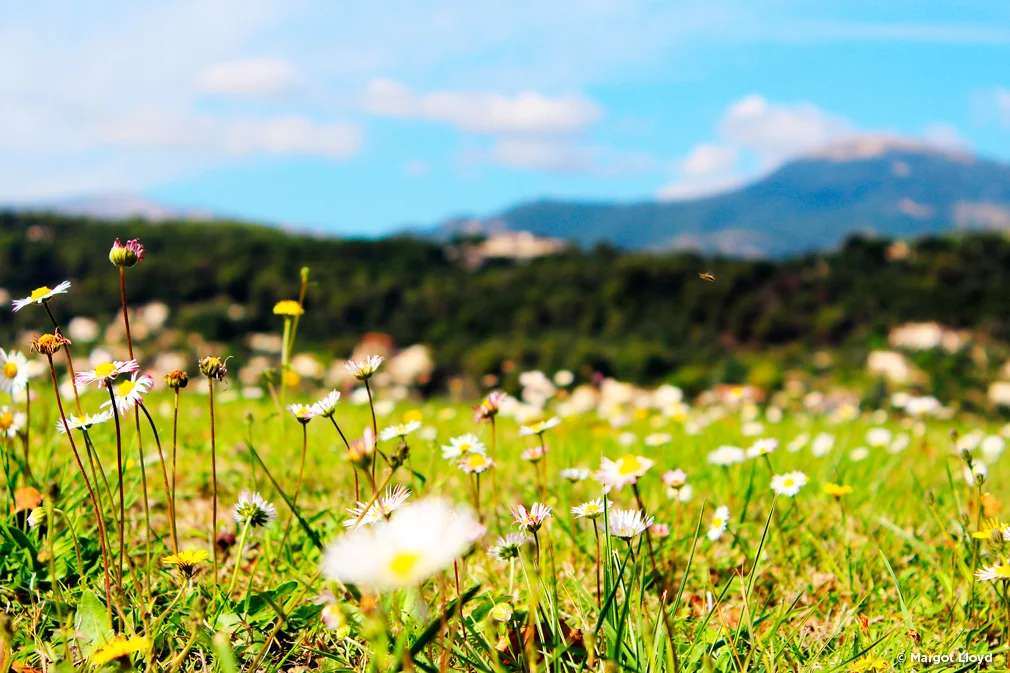 A bee in a field