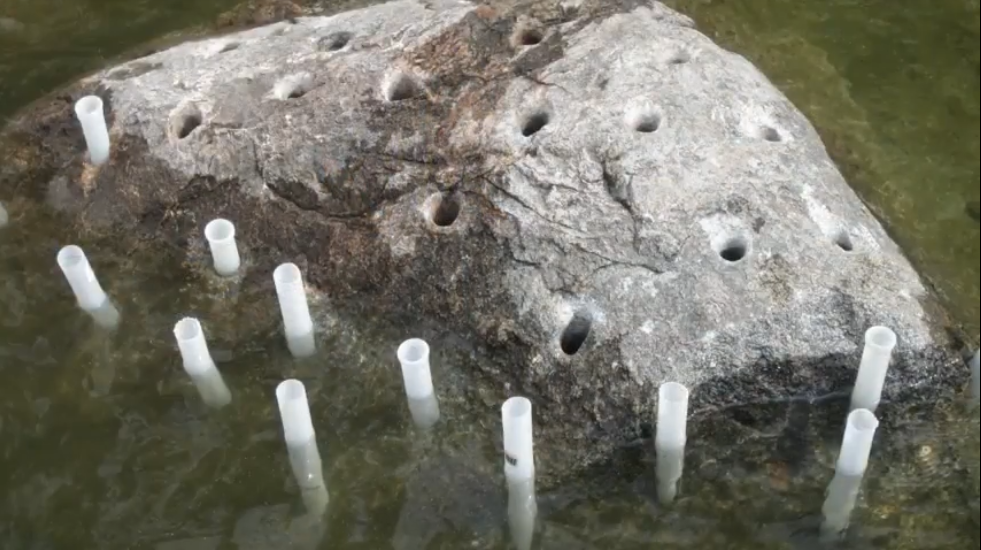 Underwater Boulder demo with Dexpan x.PNG