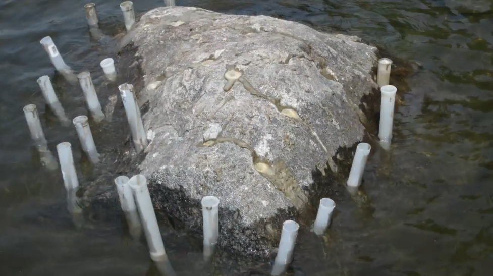 Underwater Boulder demo with Dexpan y.PNG