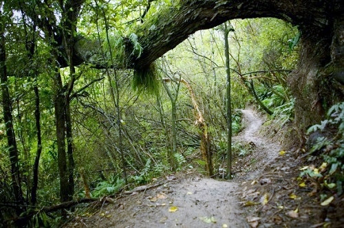Dunedin single track