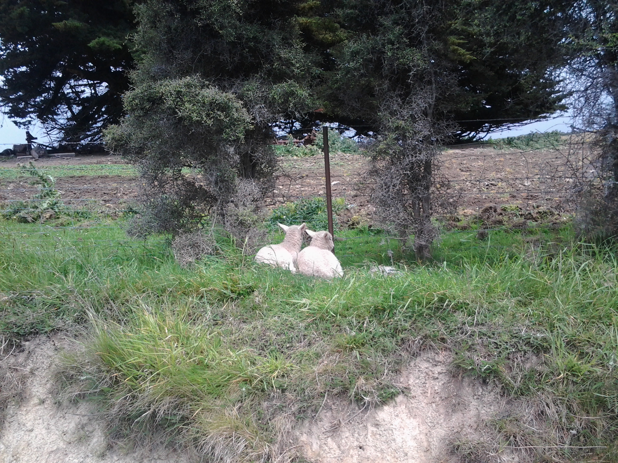 Lambs in the Catlins